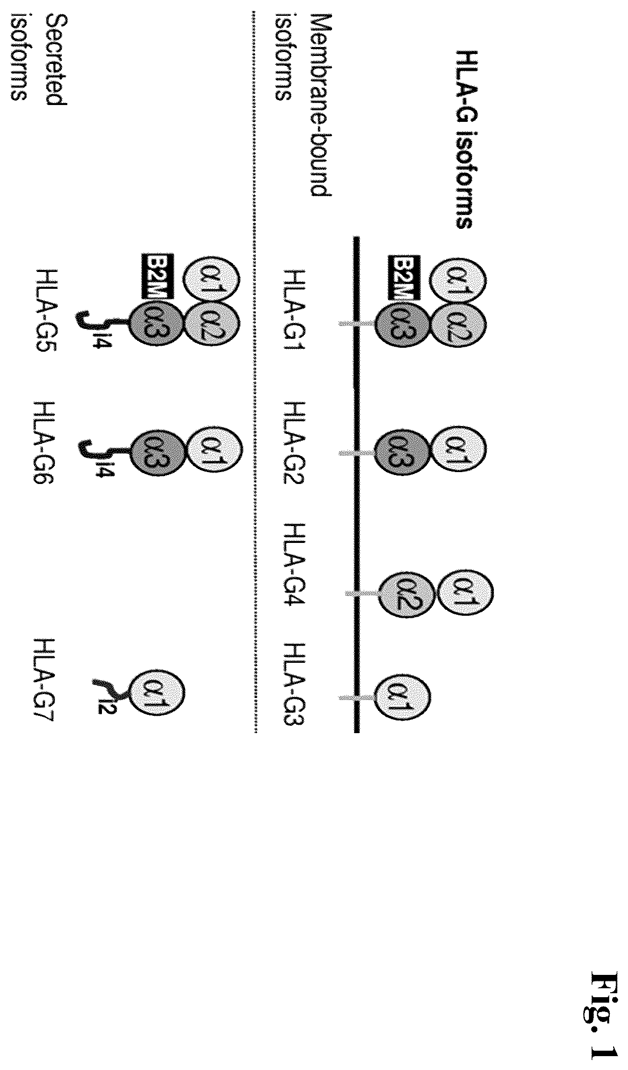 Patent US12157770 Figure 1 – Anti-HLA-G antibodies and methods of use thereof