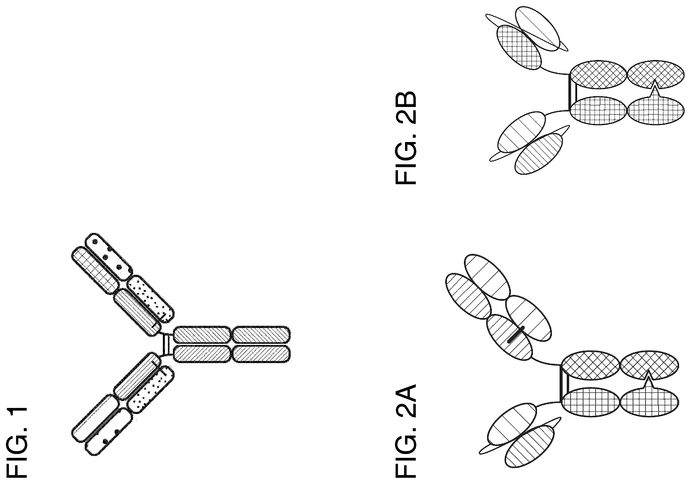 Patent US12157771 Figure 1 – Proteins binding NKG2D, CD16 and CLEC12A