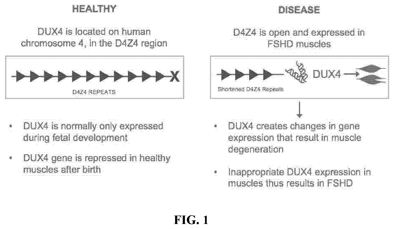 Patent US12157774 — Compositions and methods of treating facioscapulohumeral muscular dystrophy — Figure 1