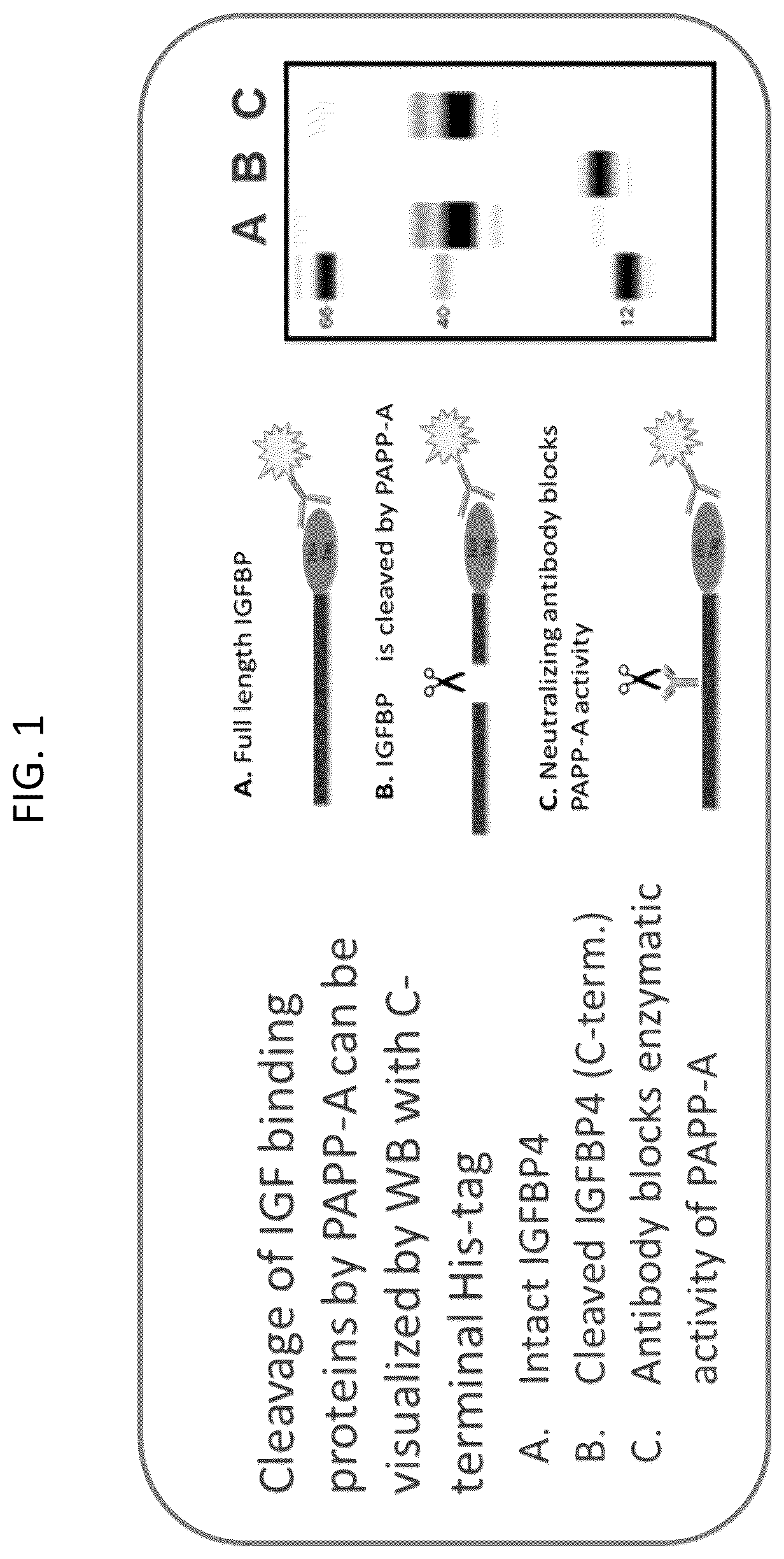 Patent US12157776 — Anti-PAPP-A antibodies and methods of use thereof — Figure 1