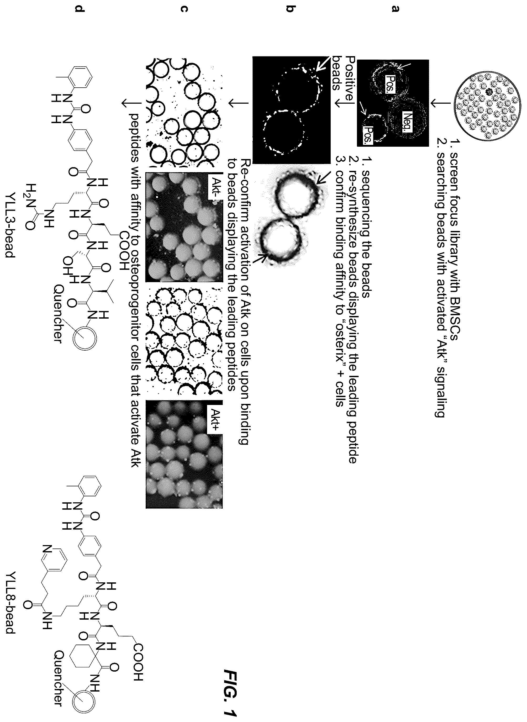 Patent US12157778 — Peptides for activation of cell signaling in osteoprogenitor cells — Figure 1