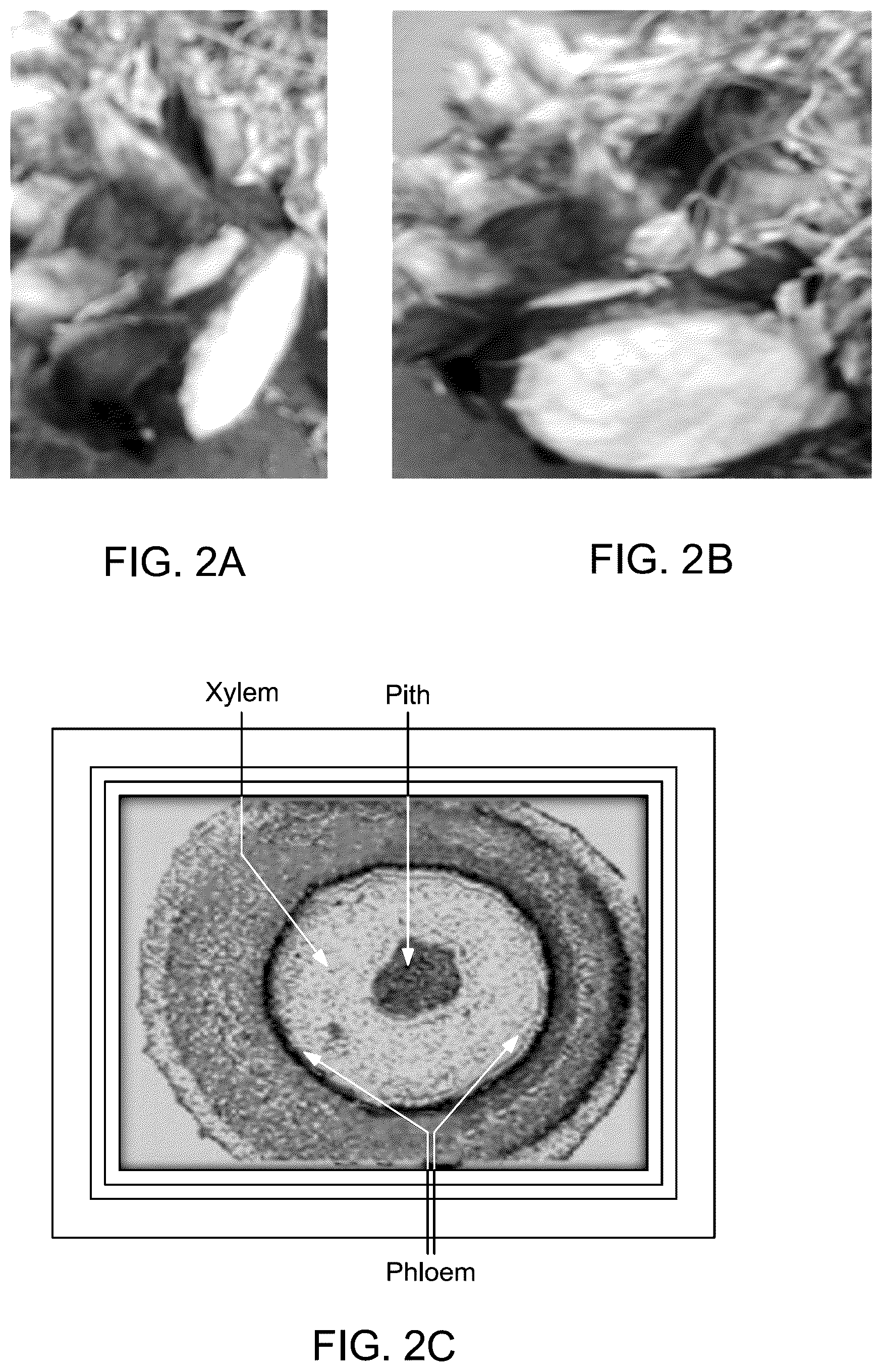 Patent US12157824 Figure 4 – Method for making biodegradable wearable film