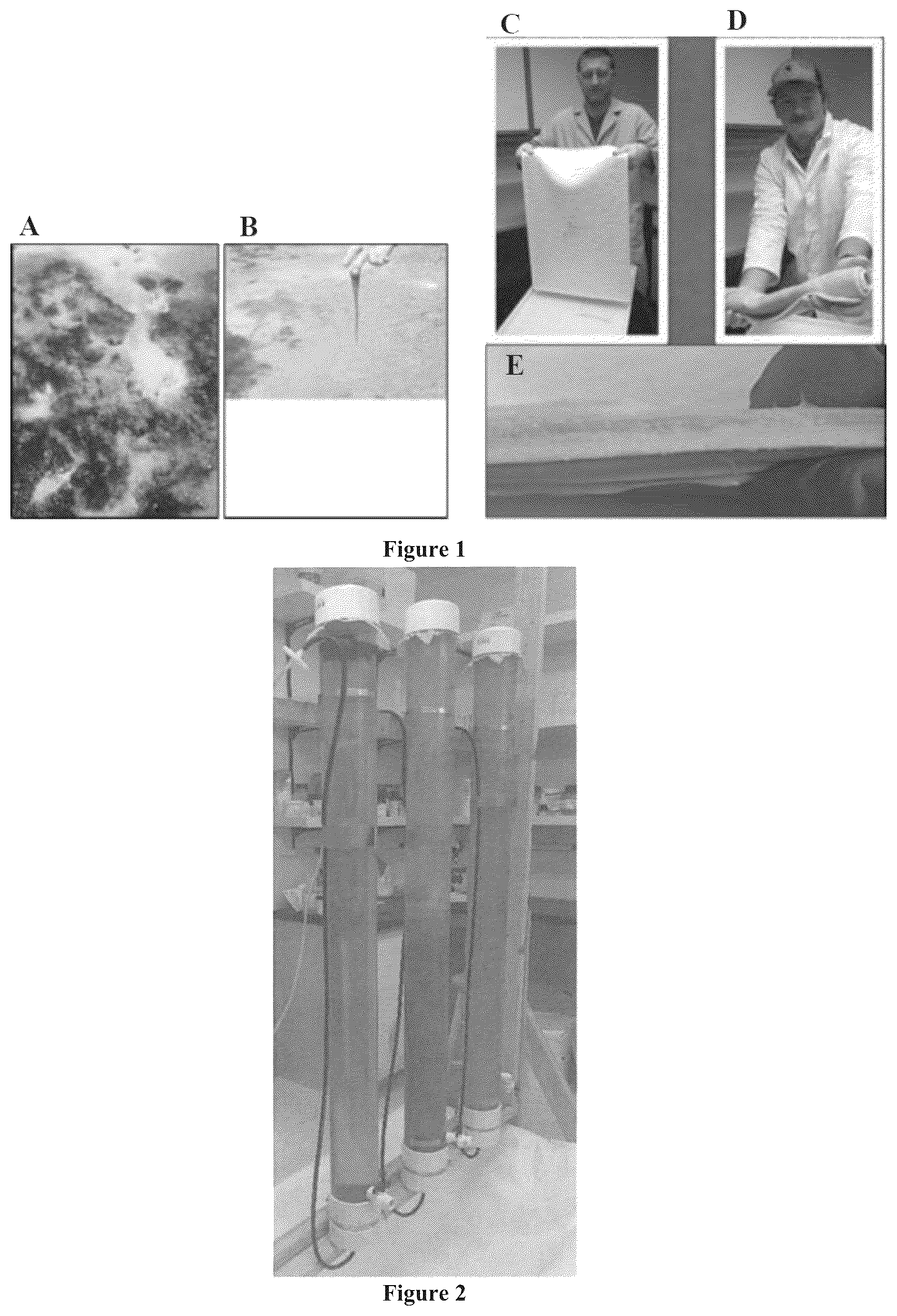 Patent US12157880 — Filamentous fungal biomats, methods of their production and methods of their use — Figure 1