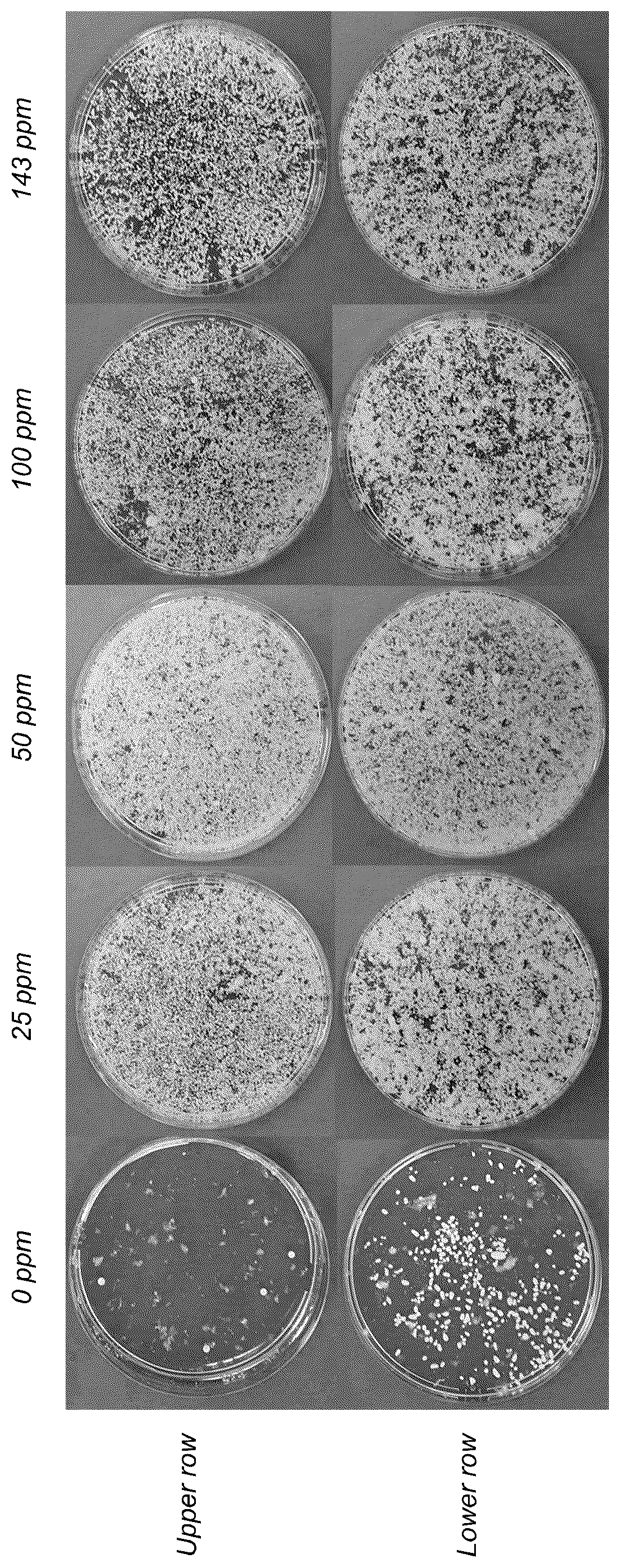 Patent US12157881 — Use of a defoamer for maintaining dispersed morphology in submerged fungal fermentation — Figure 1