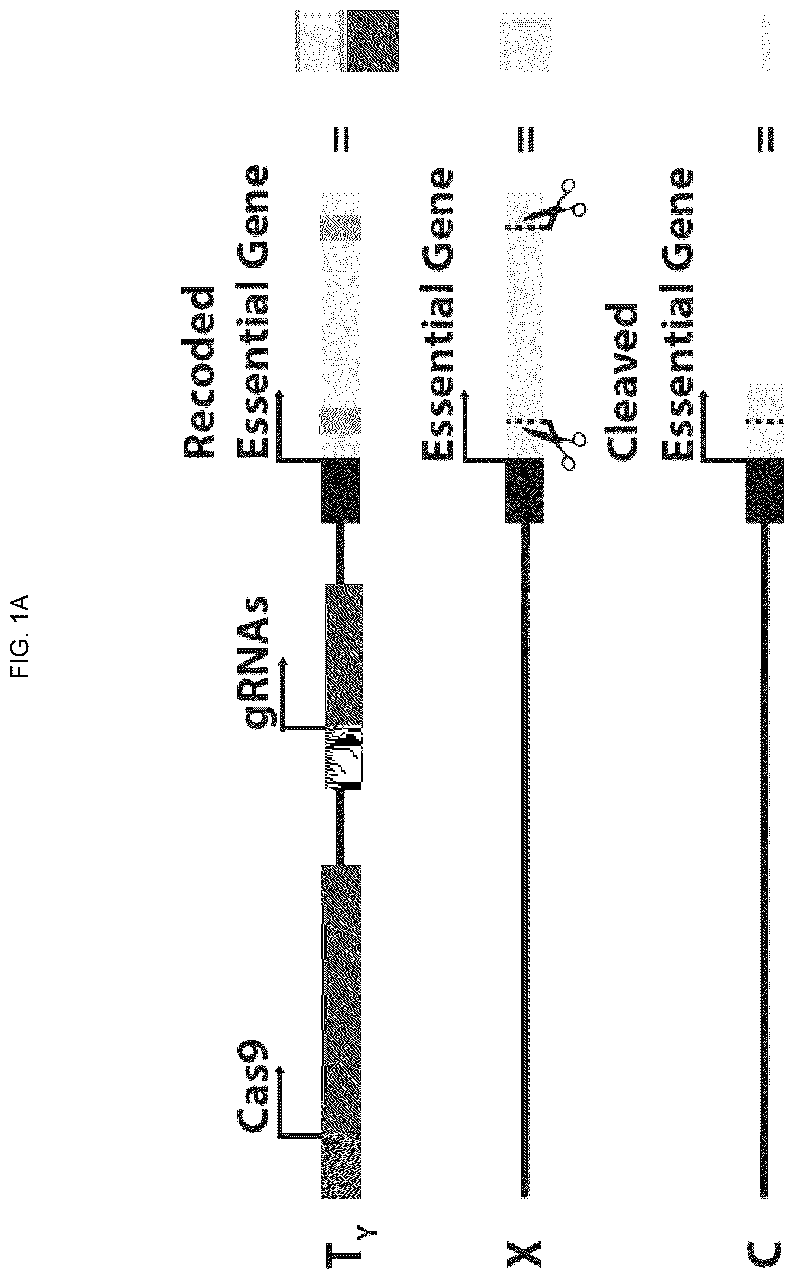 Patent US12157883 — DNA sequence modification-based gene drive — Figure 1