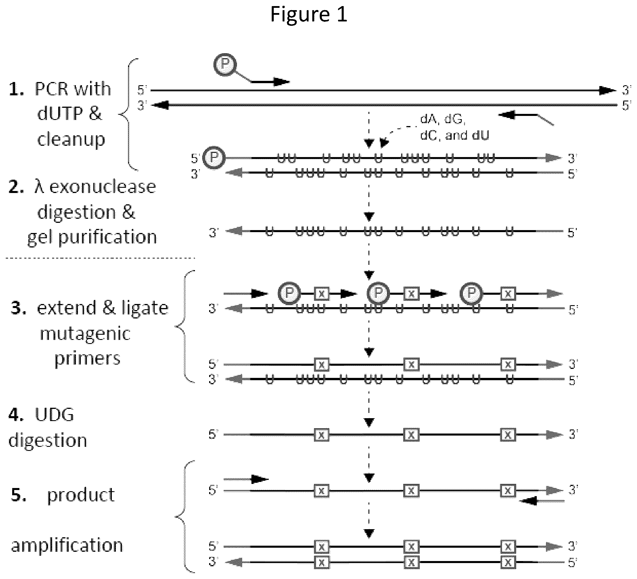 Patent US12157884 — Method of generating targeted DNA libraries — Figure 1