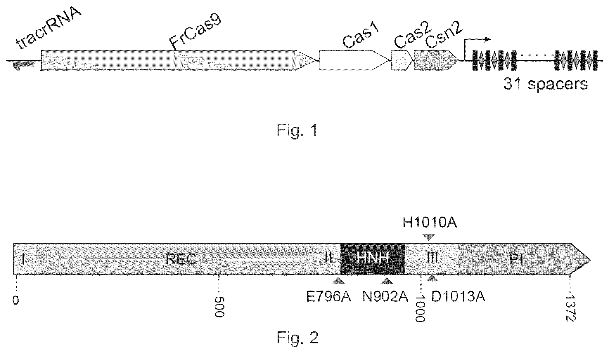 Patent US12157886 — Type II CRISPR/Cas9 genome editing system and the application thereof — Figure 1