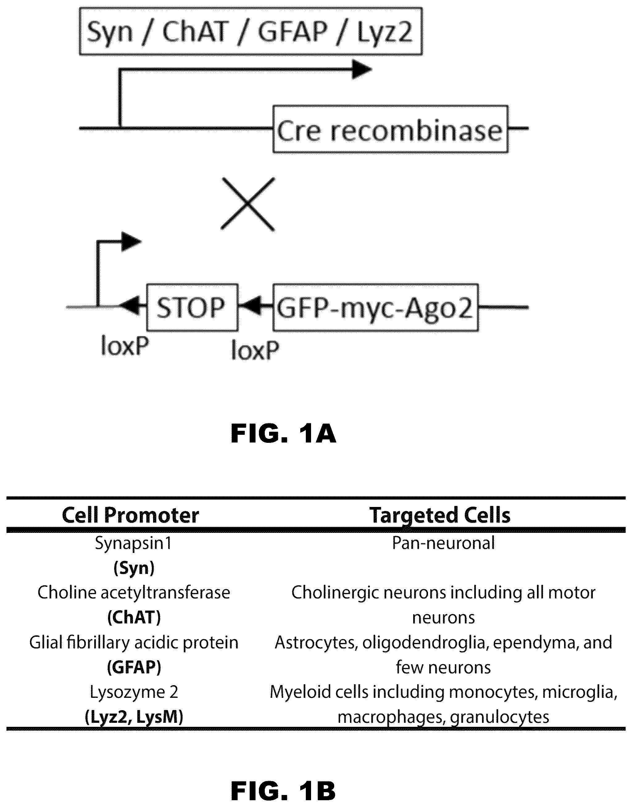 Patent US12157889 — Methods to detect motor neuron disease comprising micro-RNAs — Figure 1