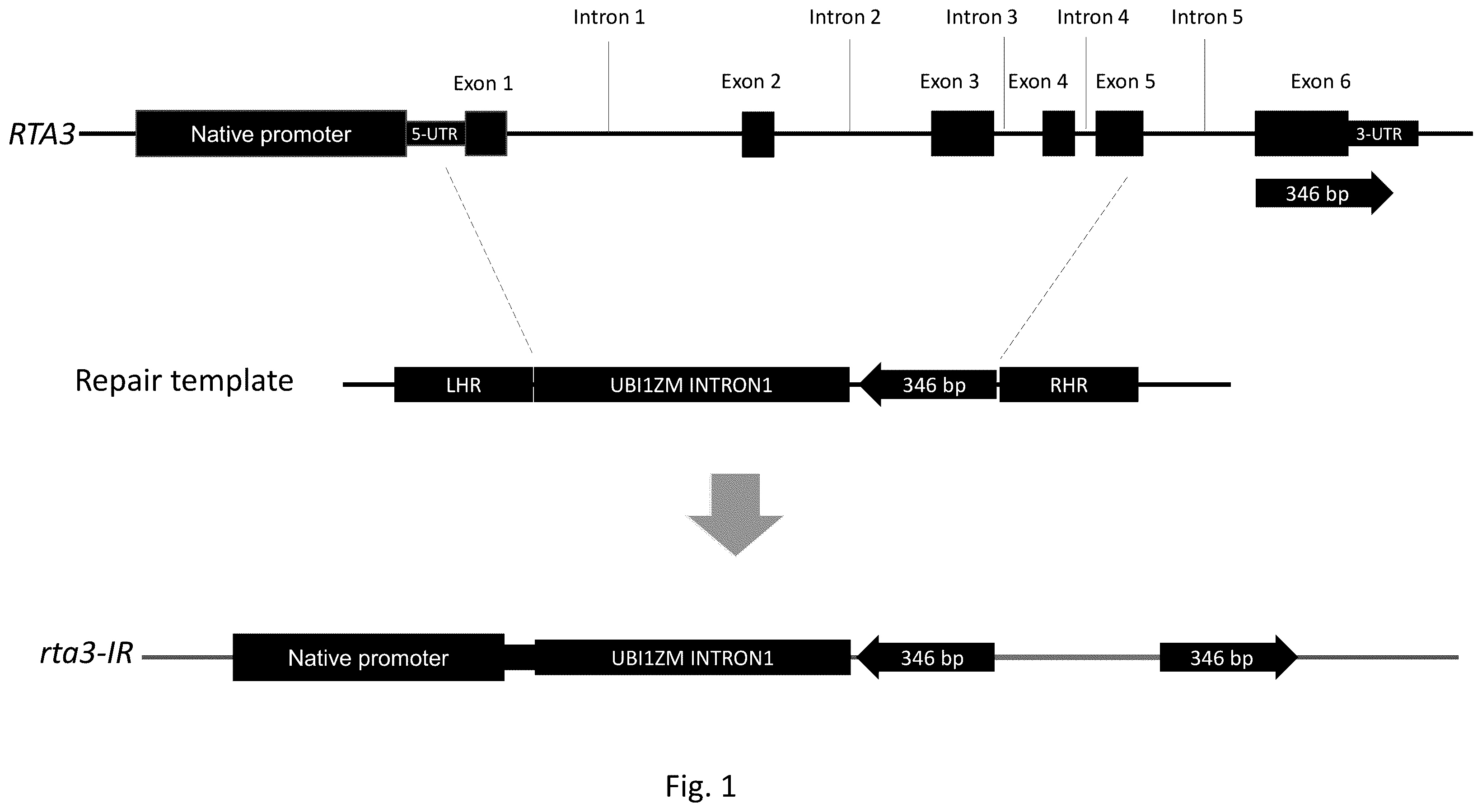 Patent US12157892 Figure 1 – Dominant CRISPR inverted-repeat alleles to down-regulate gene expression in heterozygous plants