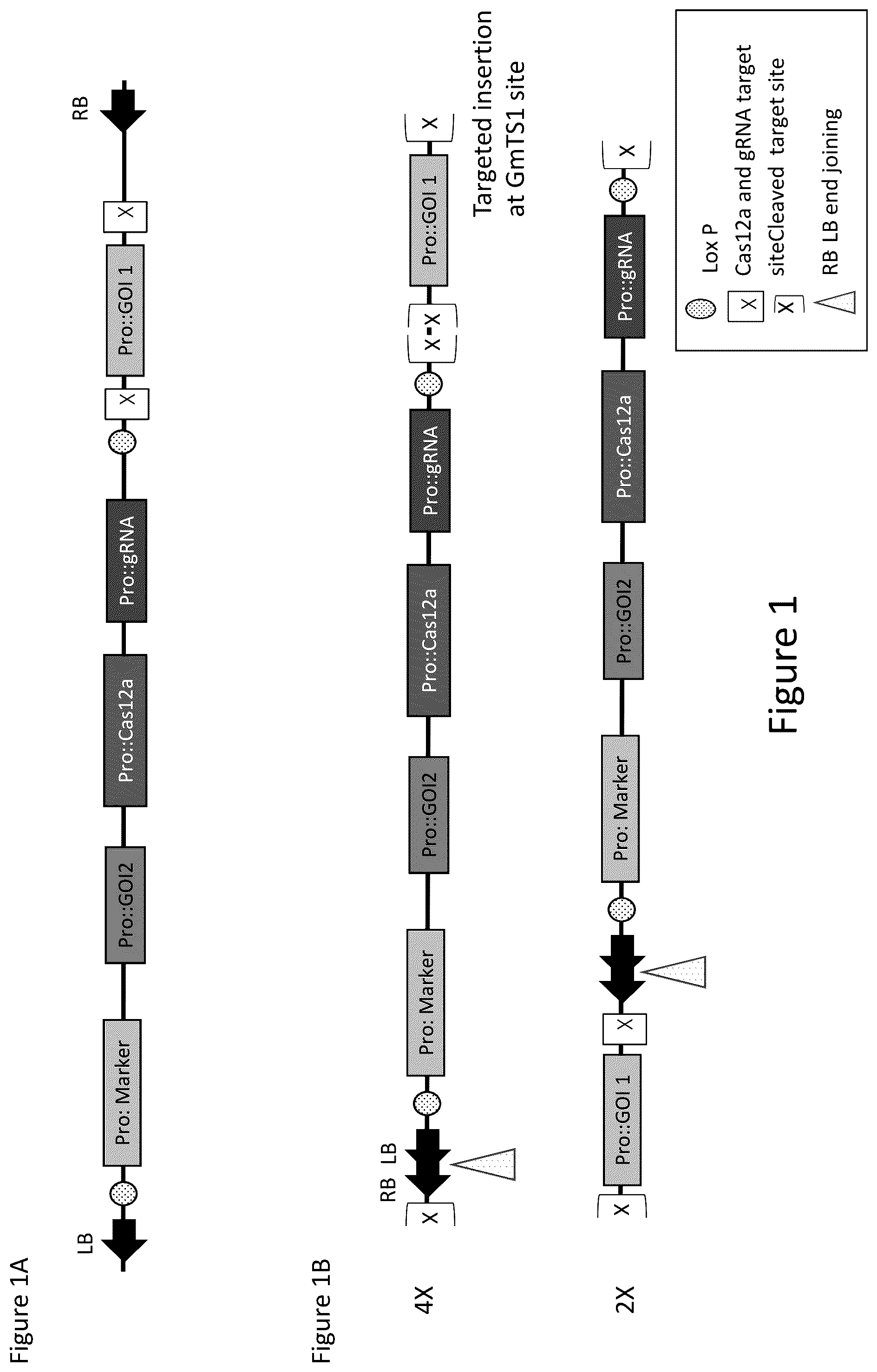 Patent US12157893 Figure 1 – Methods to improve site-directed integration frequency