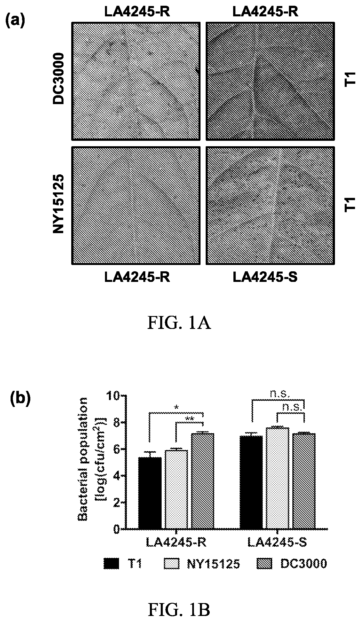 Patent US12157895 — Enhanced disease resistance in plants — Figure 1