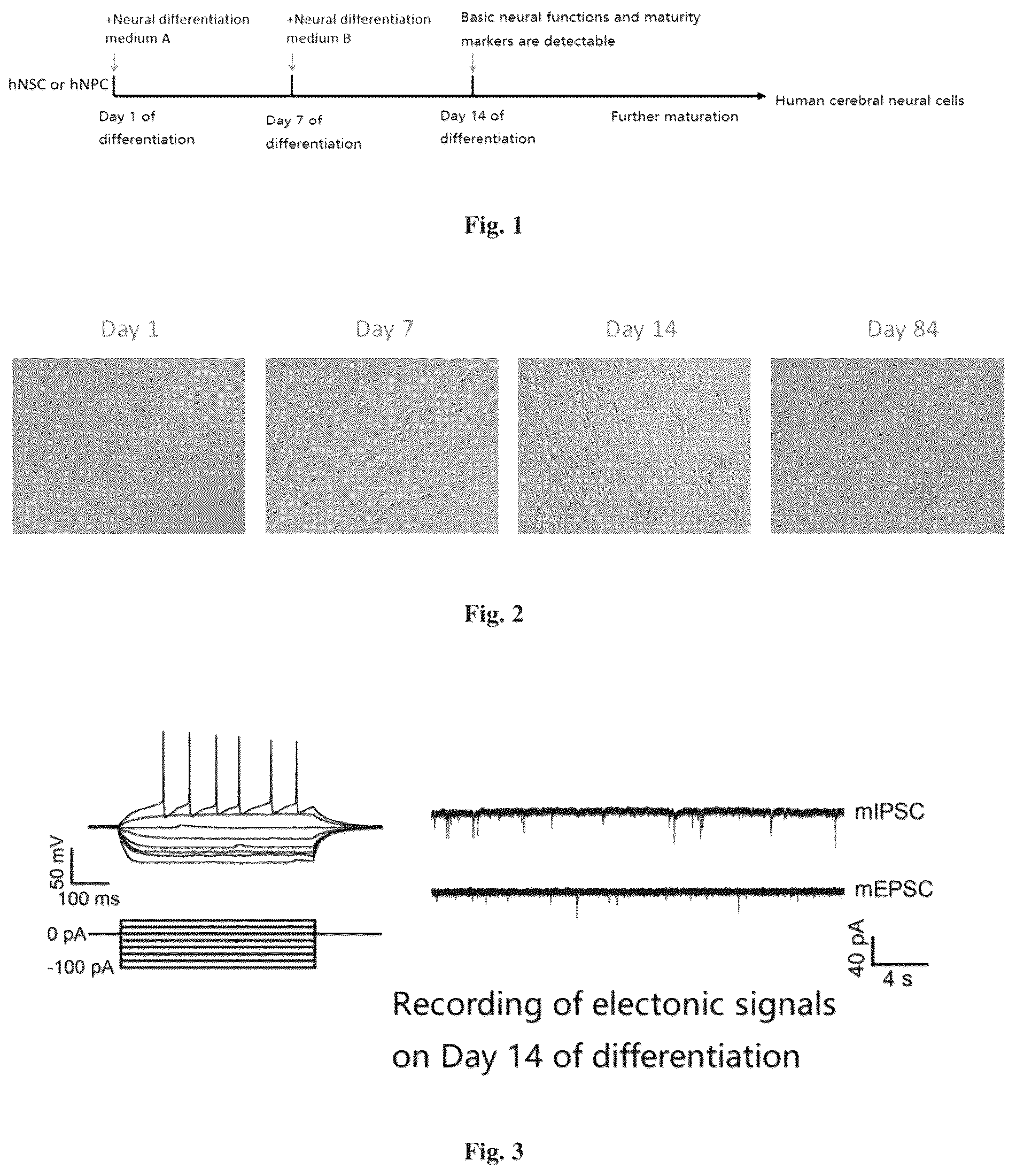 Patent US12157900 — Method for inducing differentiation into functional cerebral cortical cells — Figure 1