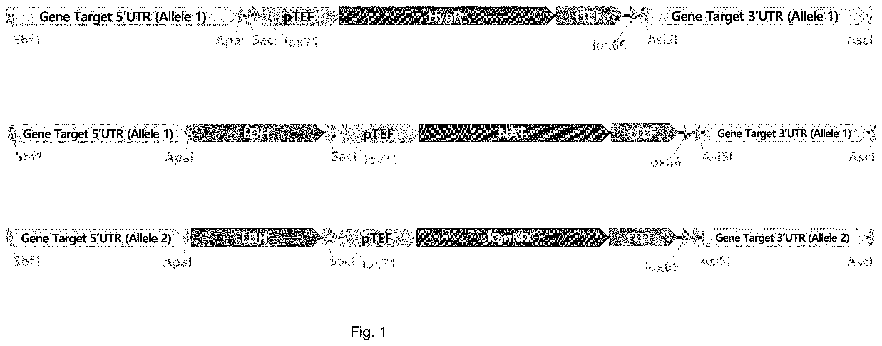 Patent US12157902 — Recombinant acid-resistant yeast with suppressed glycerol production and method of producing lactic acid using the same — Figure 1