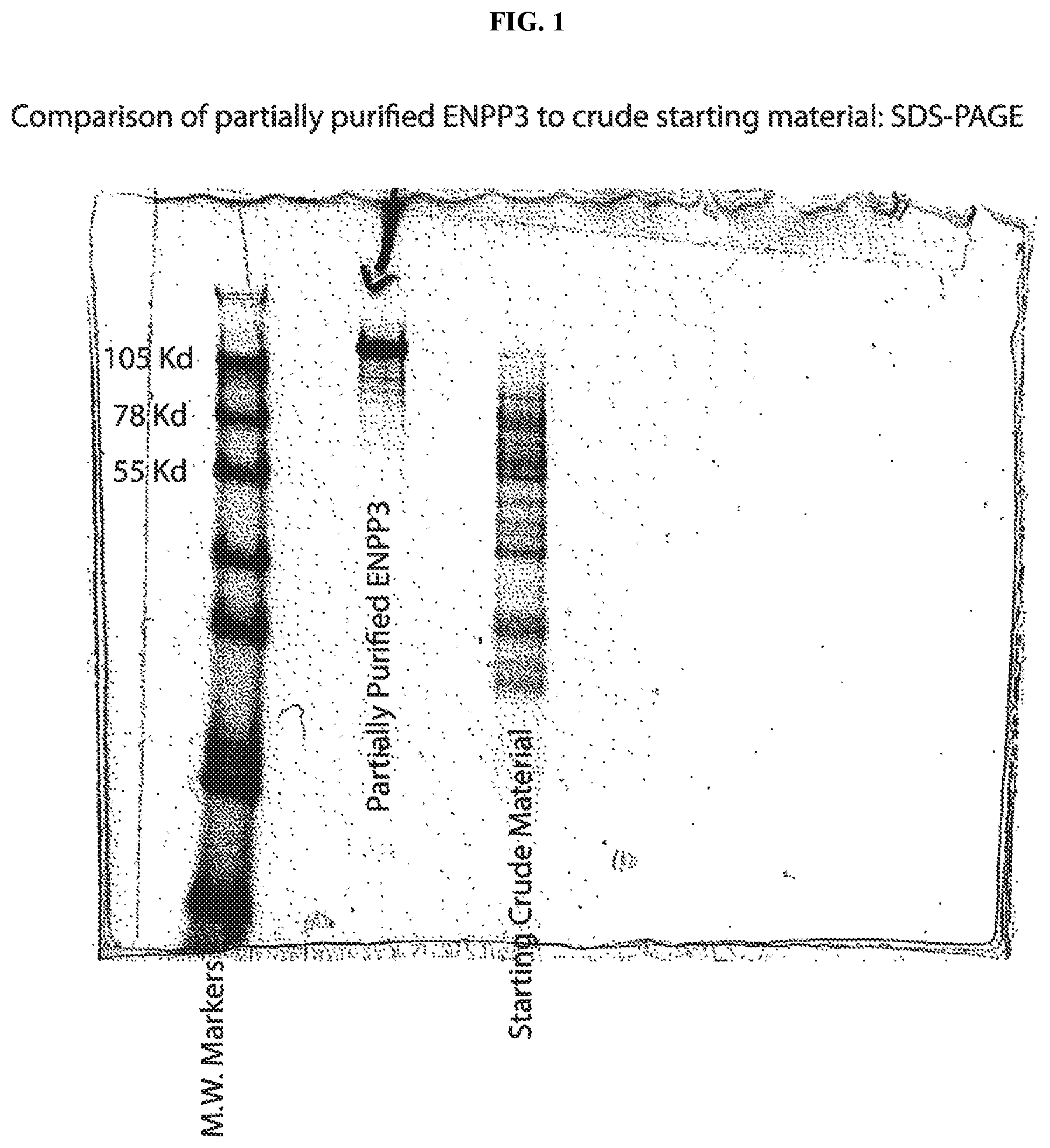 Patent US12157903 — Compositions and methods for reducing progression of nephrolithiasis — Figure 1