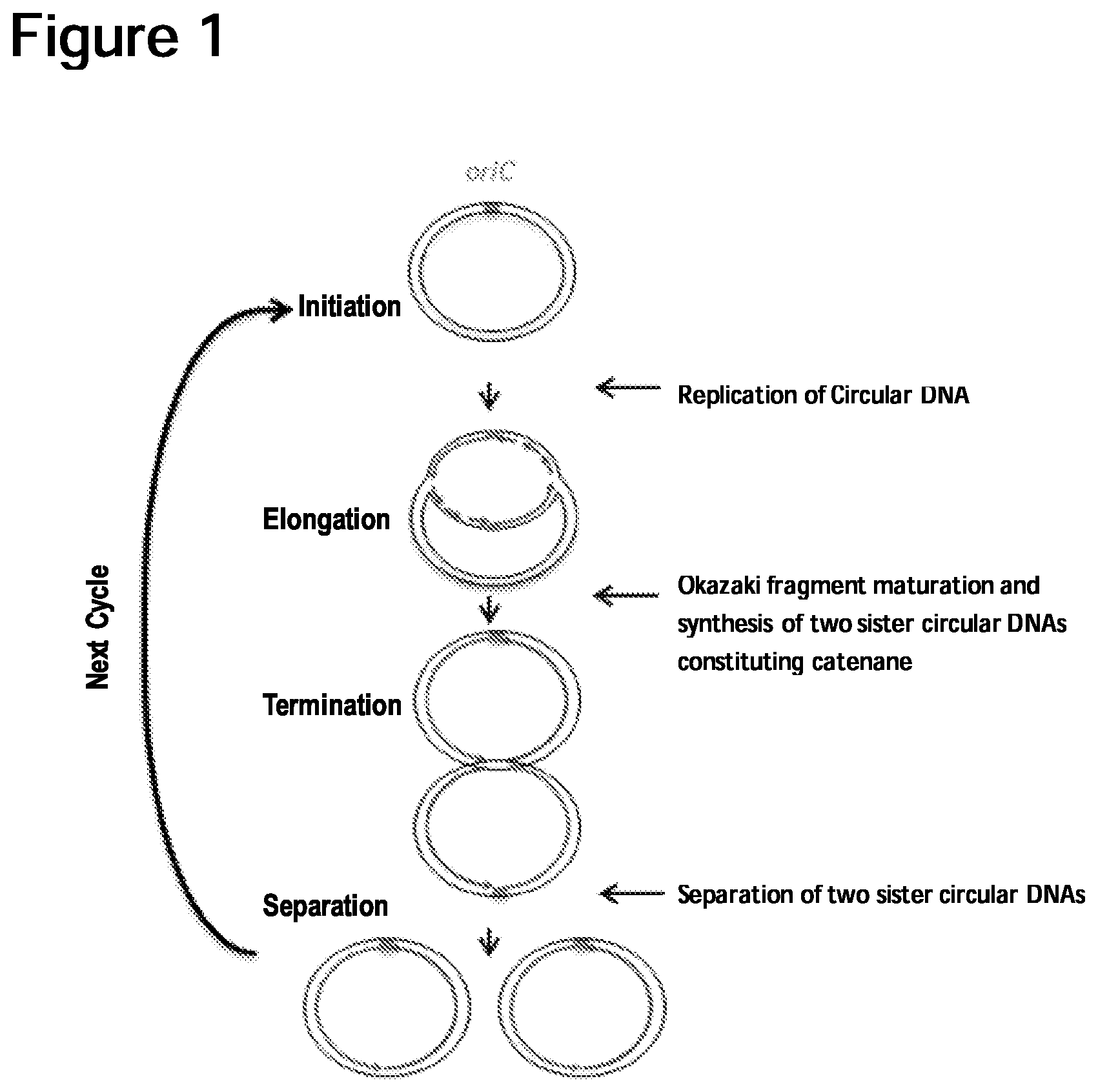 Patent US12157907 — Method of replicating or amplifying circular DNA — Figure 1