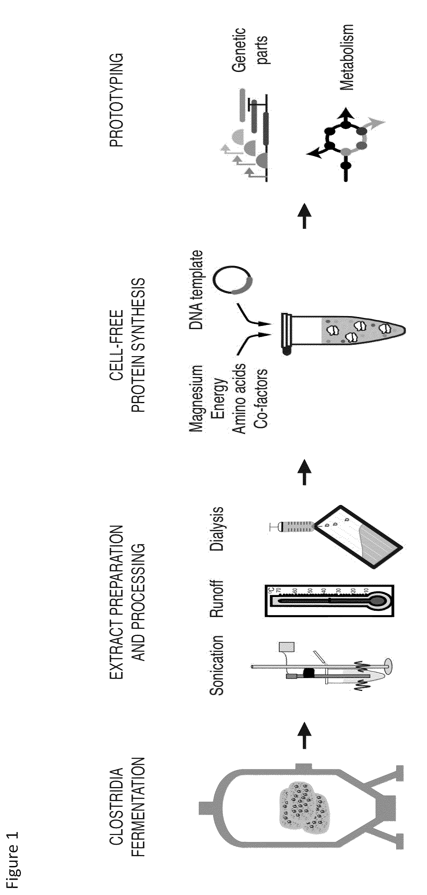 Patent US12157908 — Cell-free protein synthesis platforms derived from clostridia extracts — Figure 1