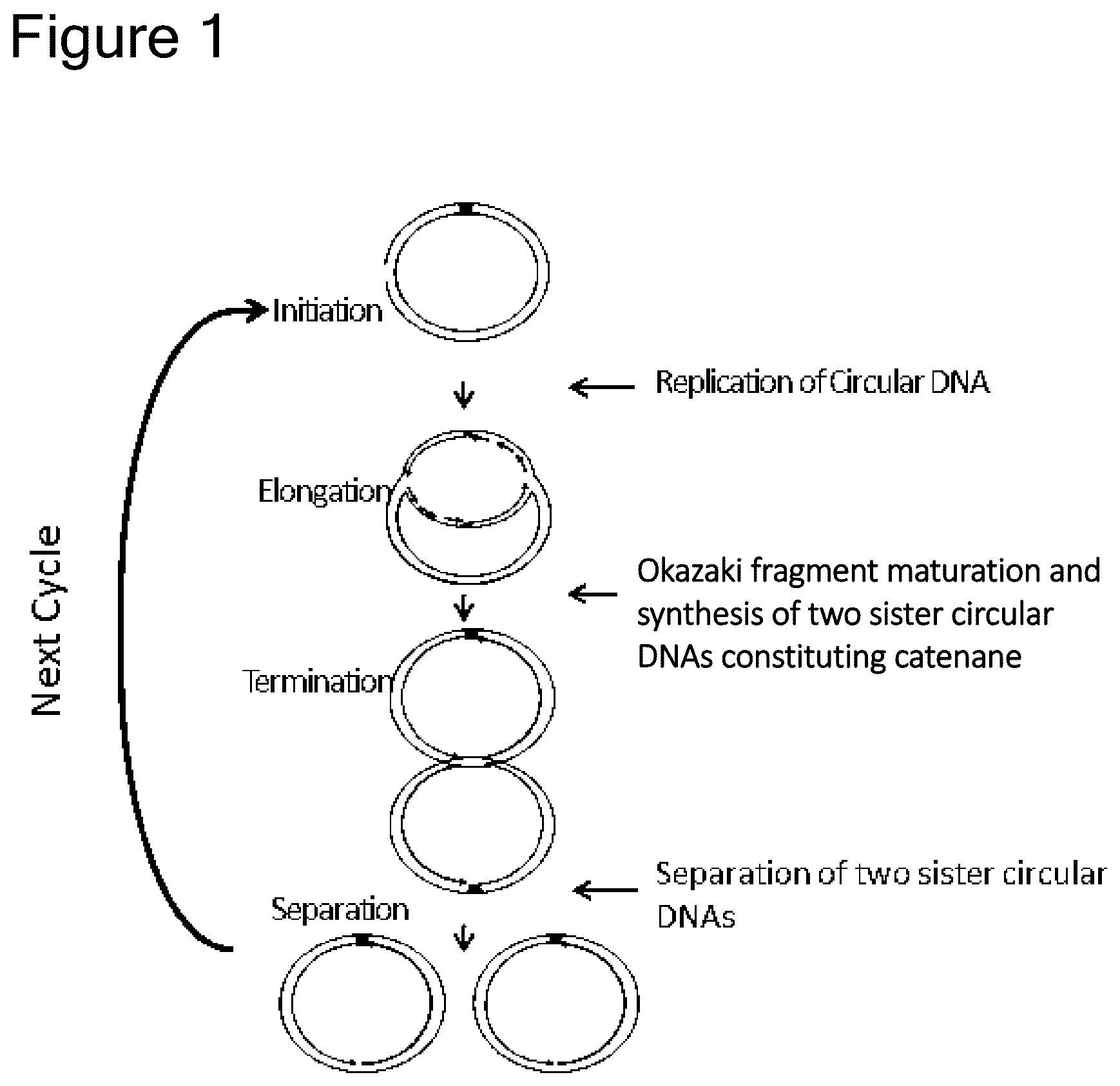 Patent US12157915 Figure 1 – Method of amplifying circular DNA