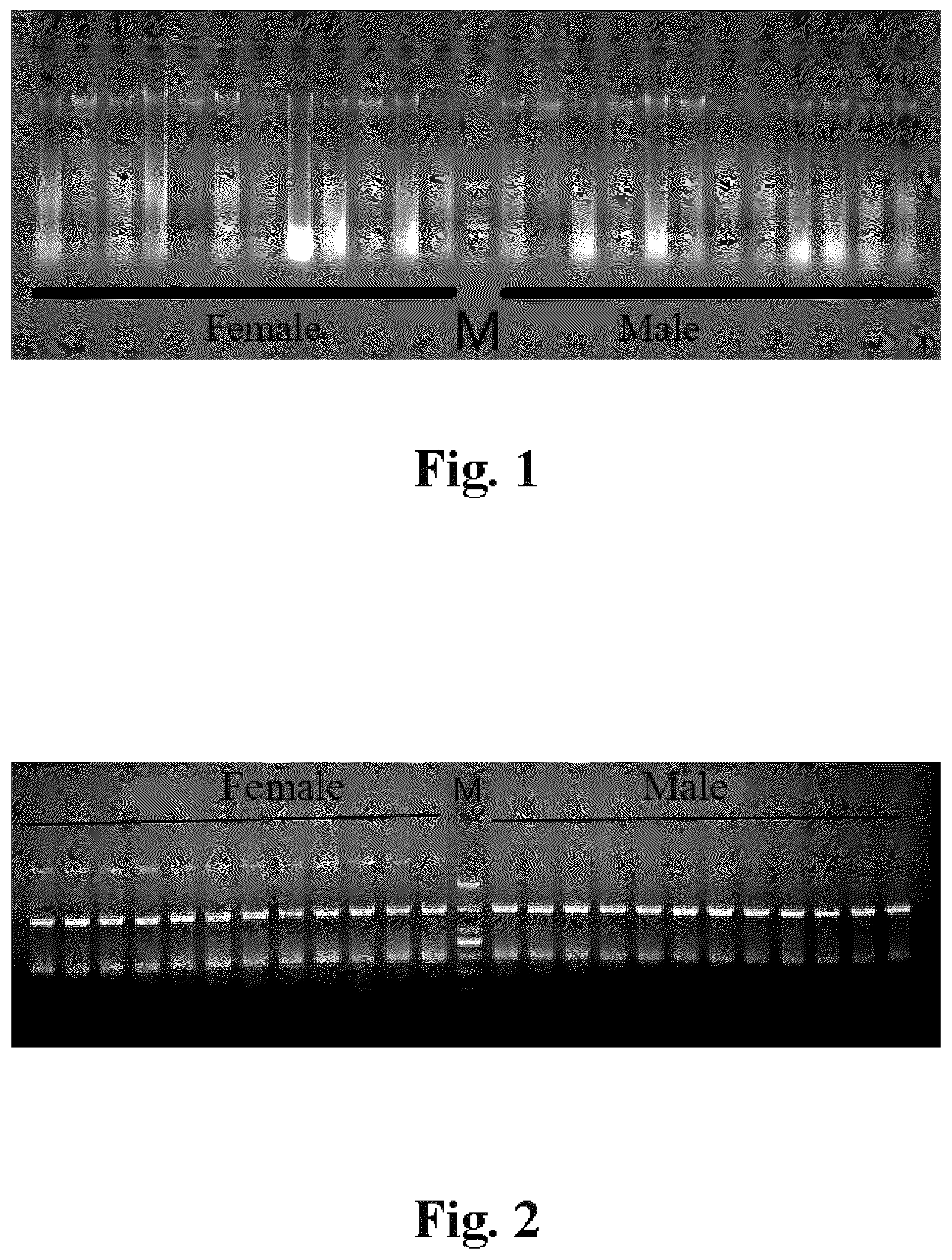 Patent US12157917 — Specific DNA fragment of female Acipenser Dabryanus and method for identifying the sex of Acipenser Dabryanus — Figure 1