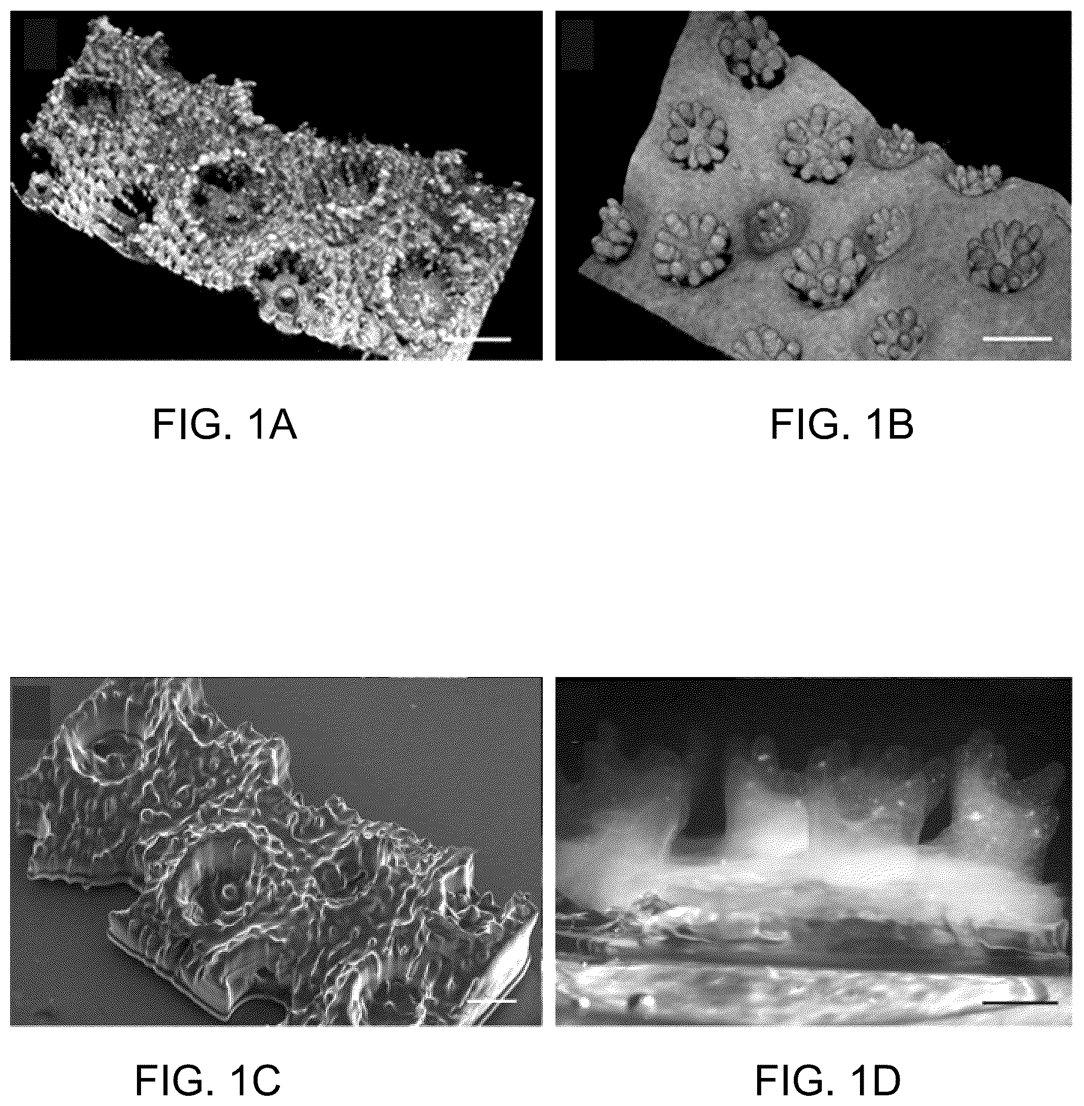 Patent US12167720 Figure 1 – Structure and method for promoting microalgae growth
