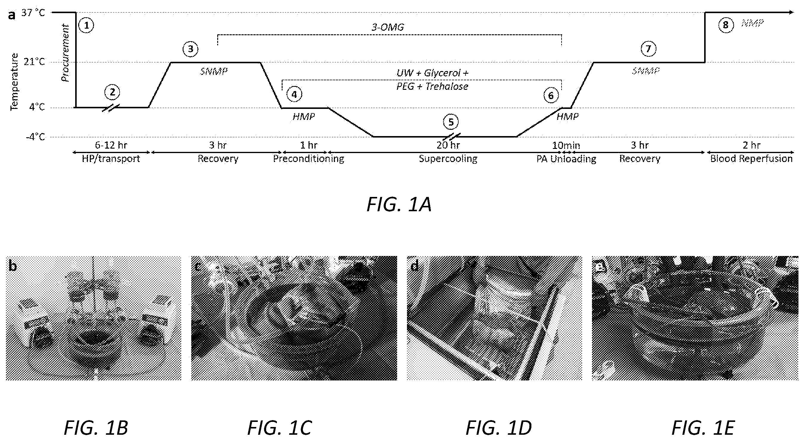 Patent US12167729 Figure 1 – Cryopreservation of tissues and organs