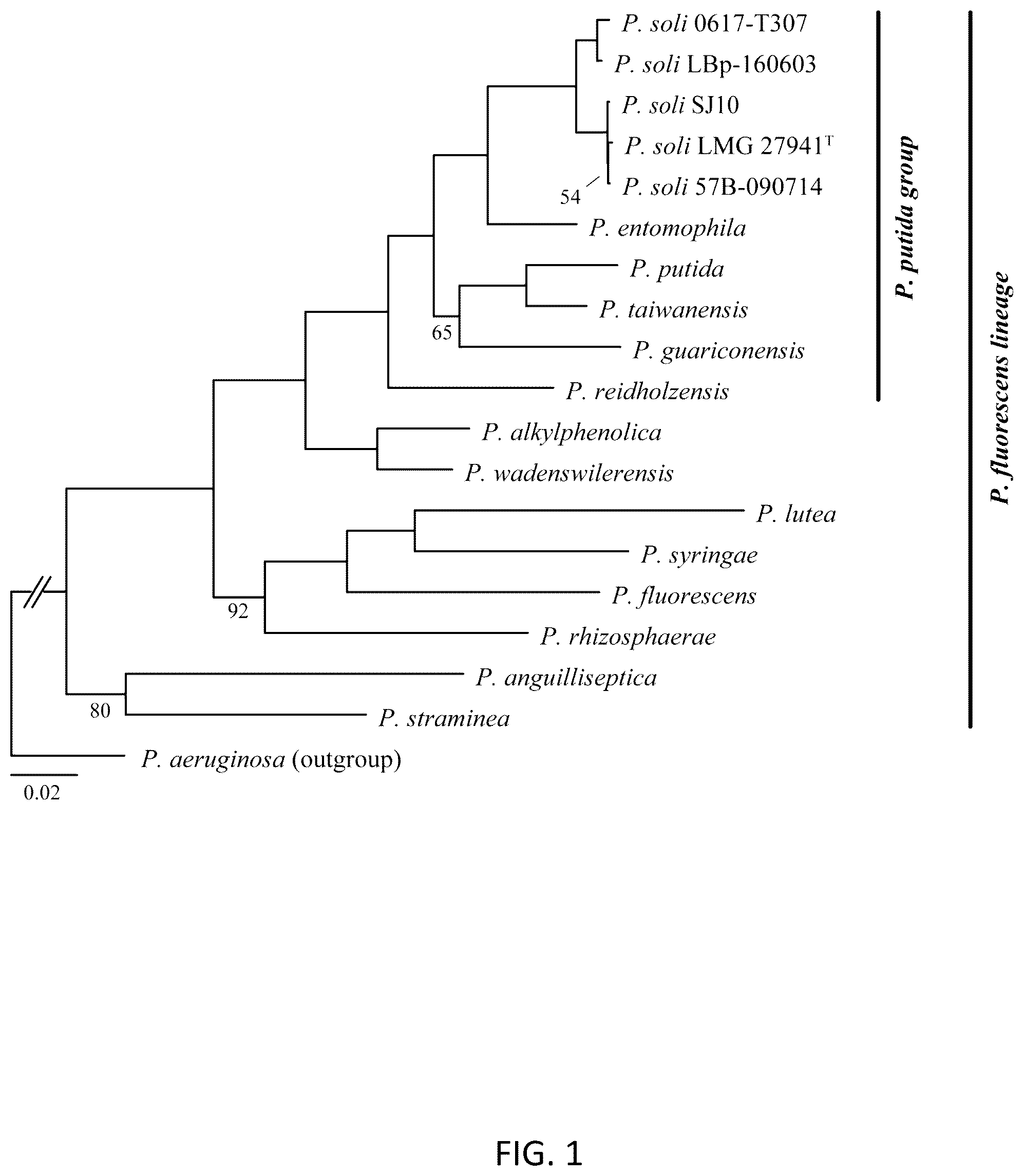 Patent US12167733 Figure 1 – Pseudomonas strains and their metabolites to control plant diseases