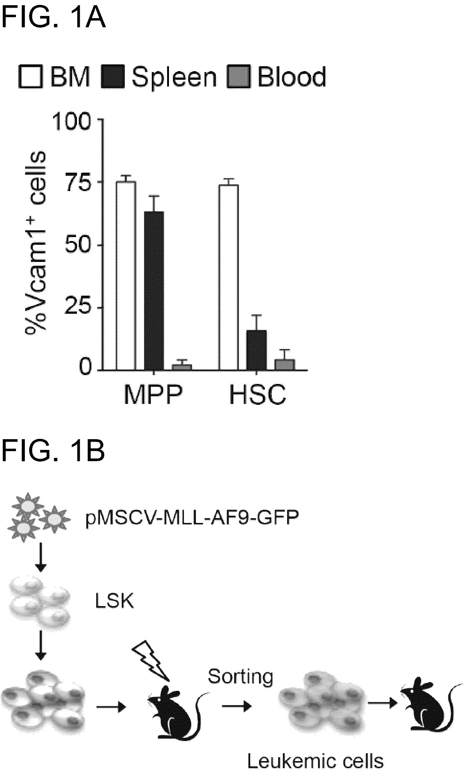 Patent US12173073 — Methods of treatment by targeting VCAM1 and MAEA — Figure 1