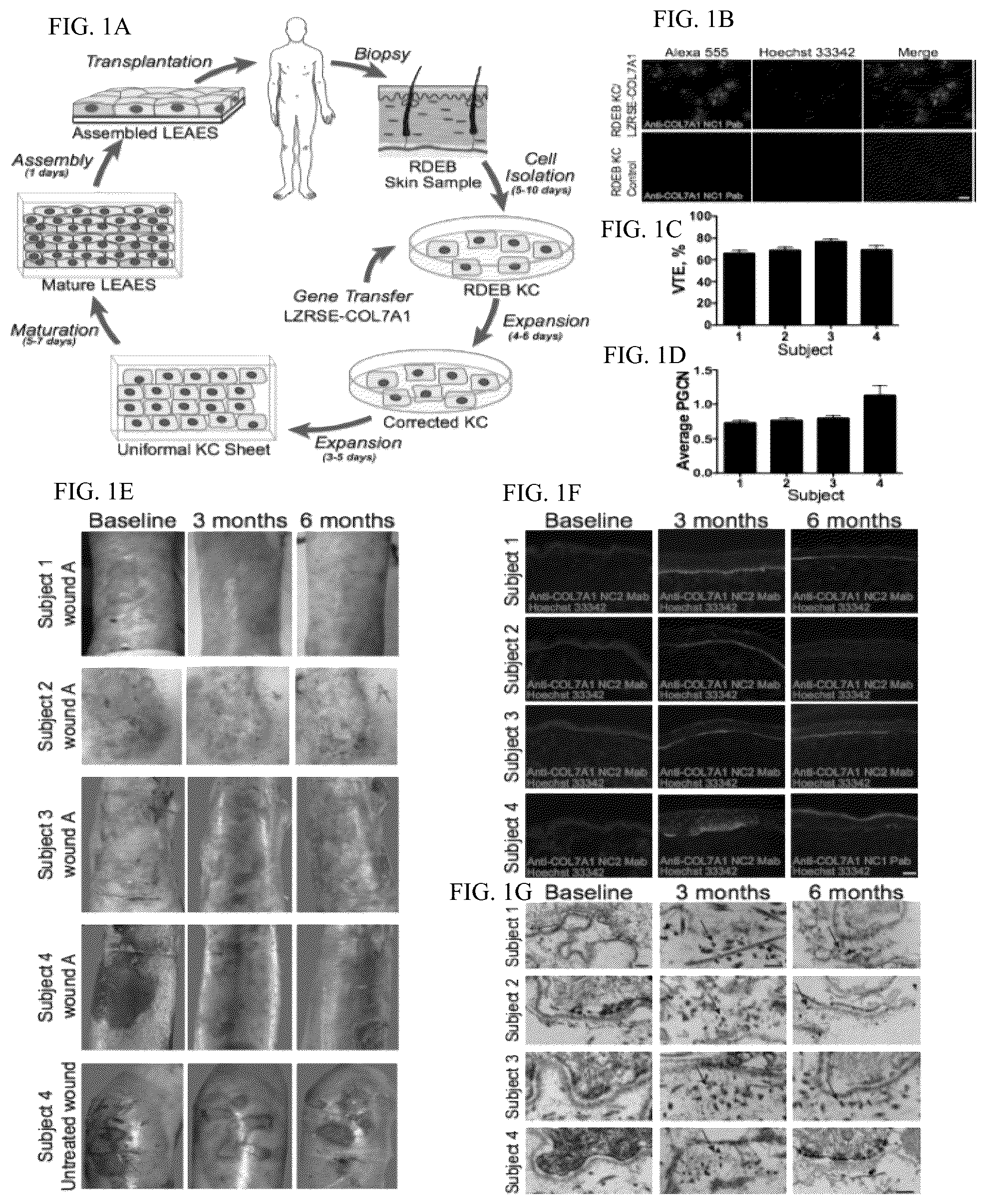 Patent US12173314 — Gene therapy for recessive dystrophic epidermolysis bullosa using genetically corrected autologous keratinocytes — Figure 1