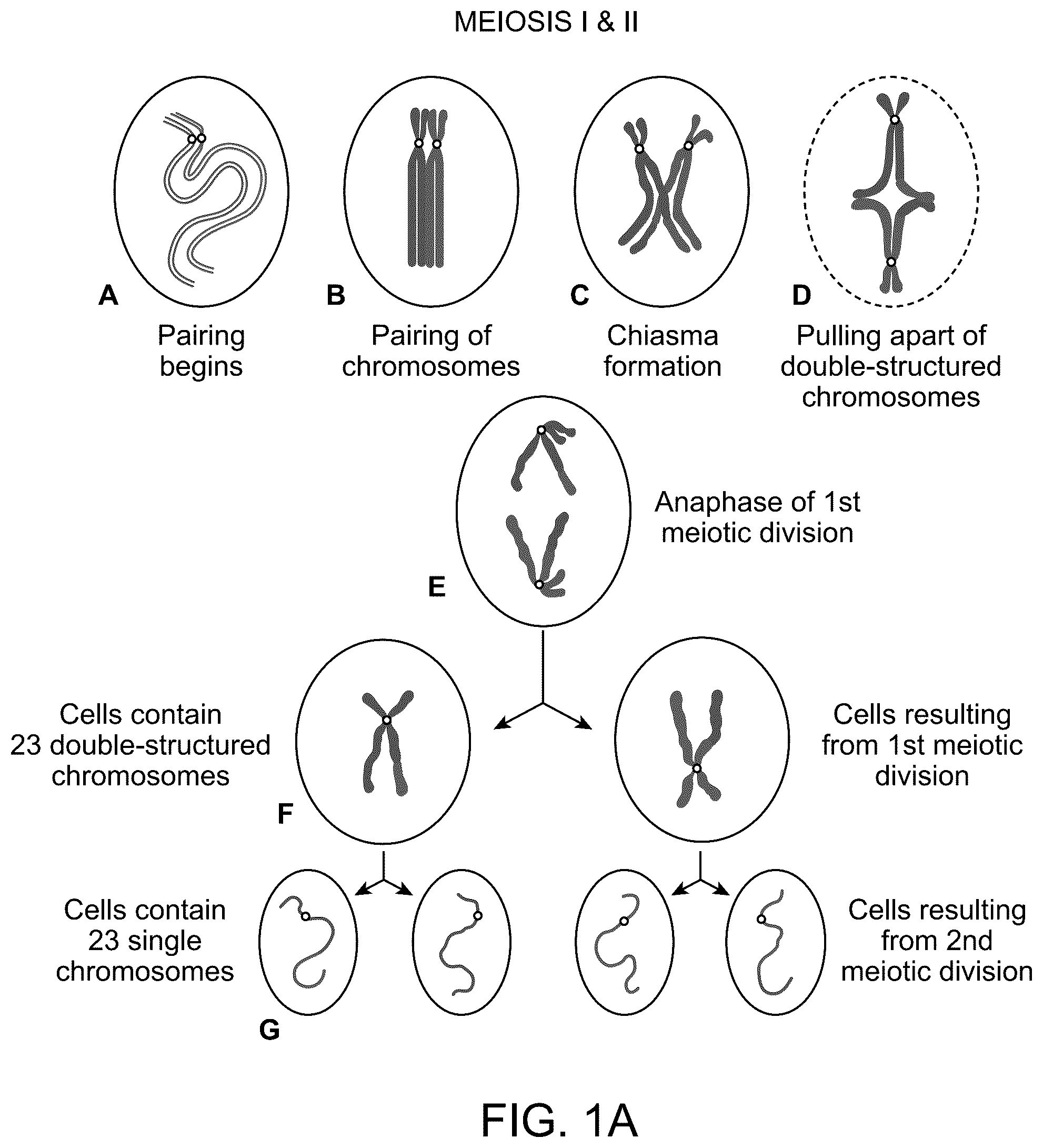 Patent US12173356 Figure 1 – Chromosomal analysis by molecular karyotyping