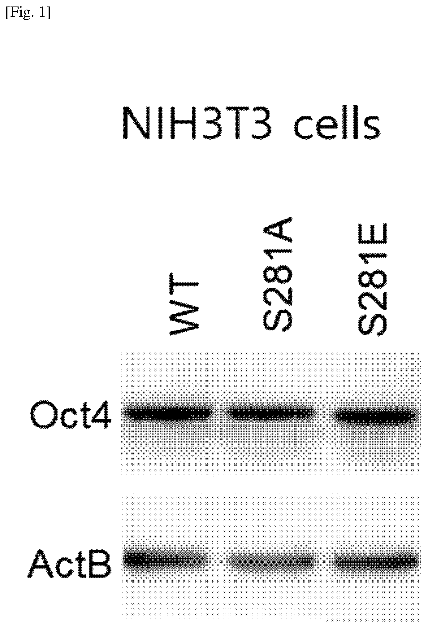Patent US12174174 — Composition comprising material for regulating OCT4 modification to repress stemness — Figure 1