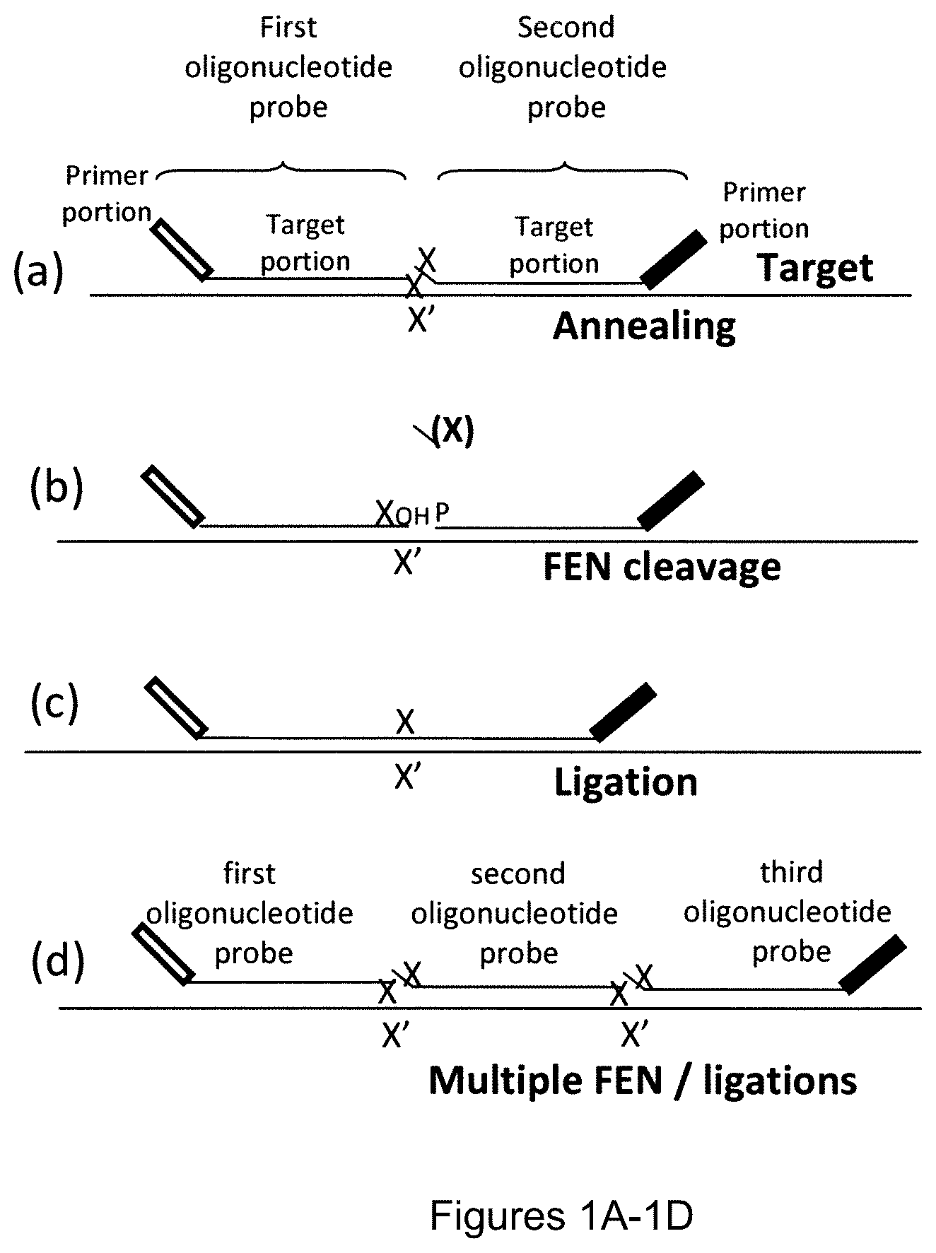 Patent US12174176 — Method for relative quantification of nucleic acid sequence, expression, or copy changes, using combined nuclease, ligation, and polymerase reactions — Figure 1
