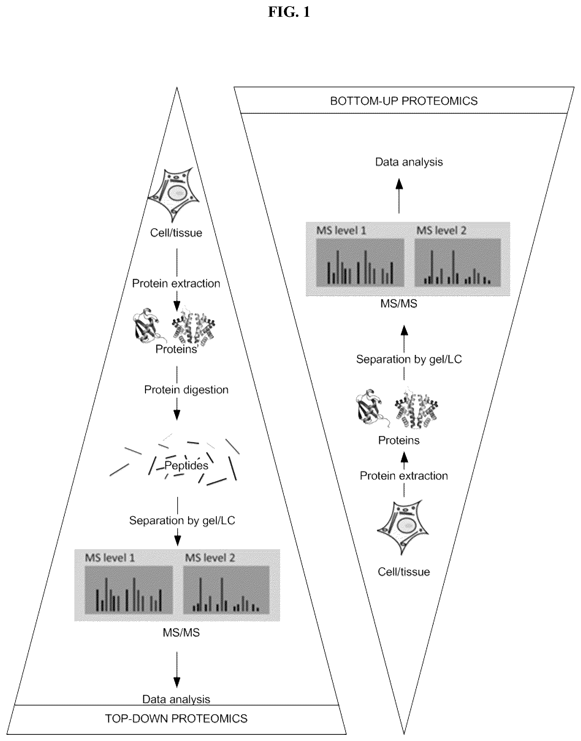 Patent US12174199 Figure 1 – System and method of analysis of a protein using liquid chromatography-mass spectrometry