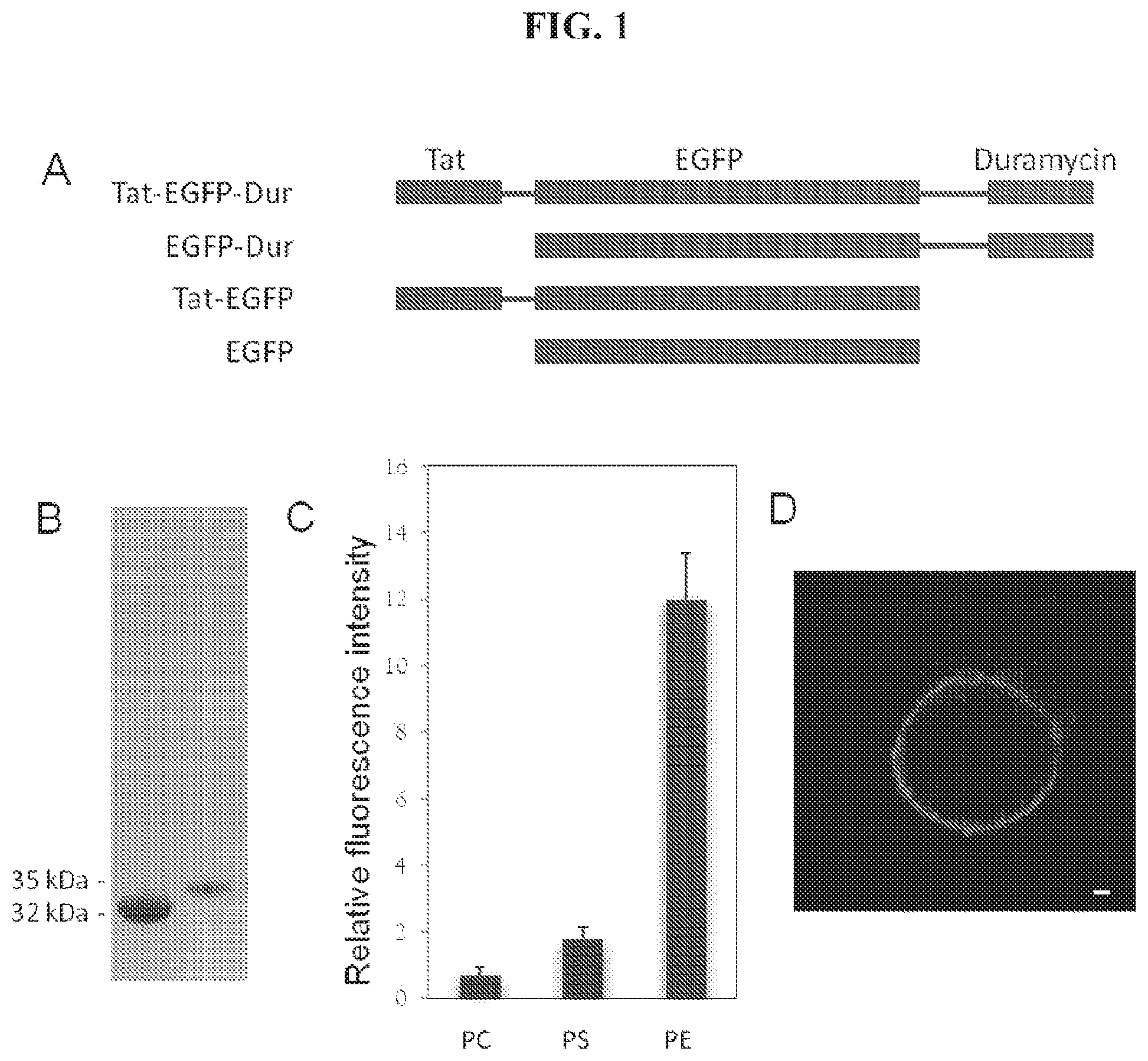Patent US12174205 — Phosphatidylethanolamine-specific probes — Figure 1