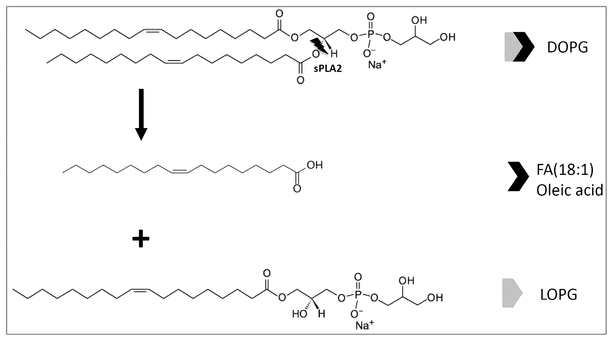 Patent US12174461 — Sustained release of oleic acid from contact lenses — Figure 1