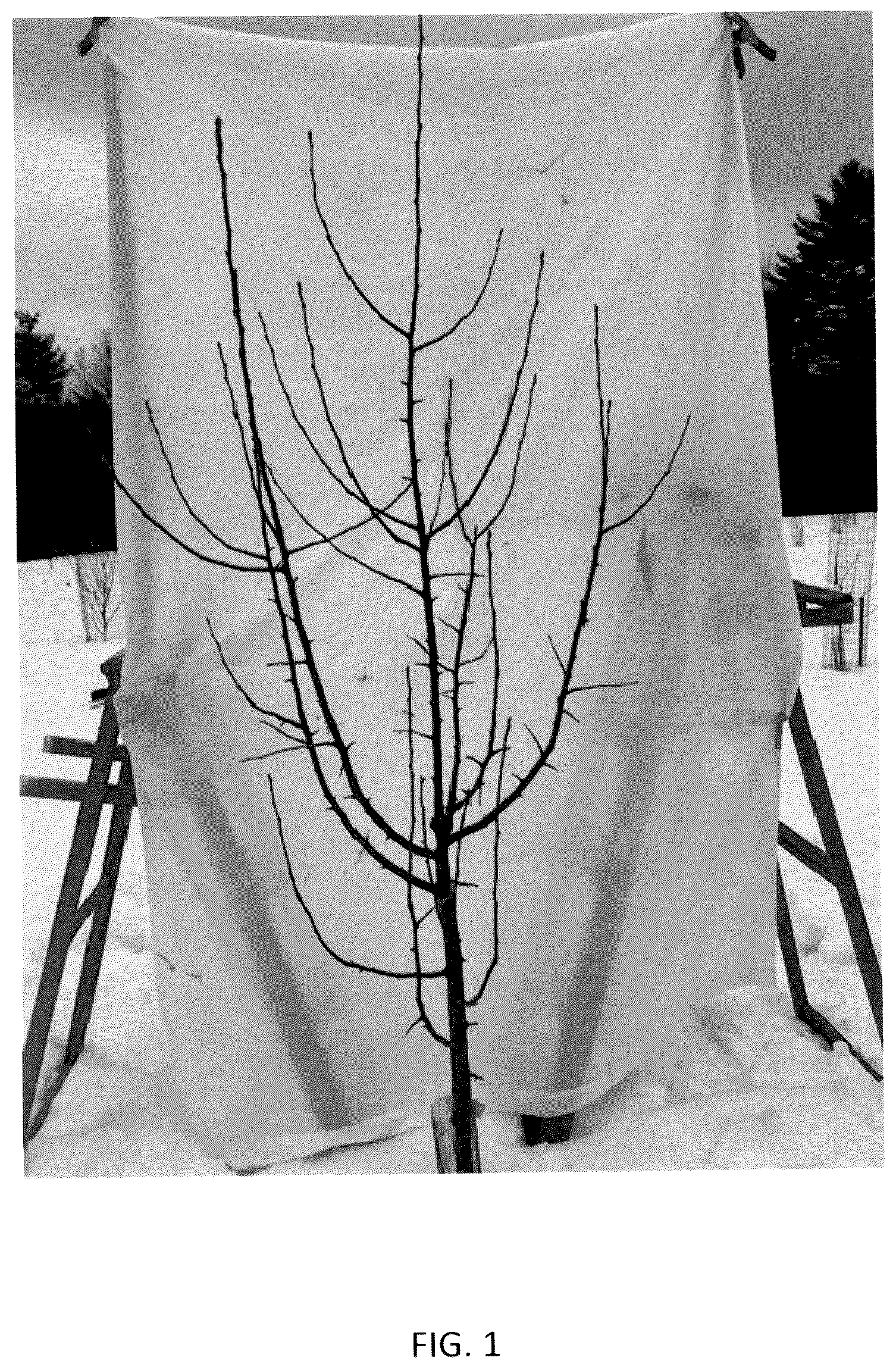 Patent USPP036111 Figure 1 – Apple tree named ‘J. Lincoln’