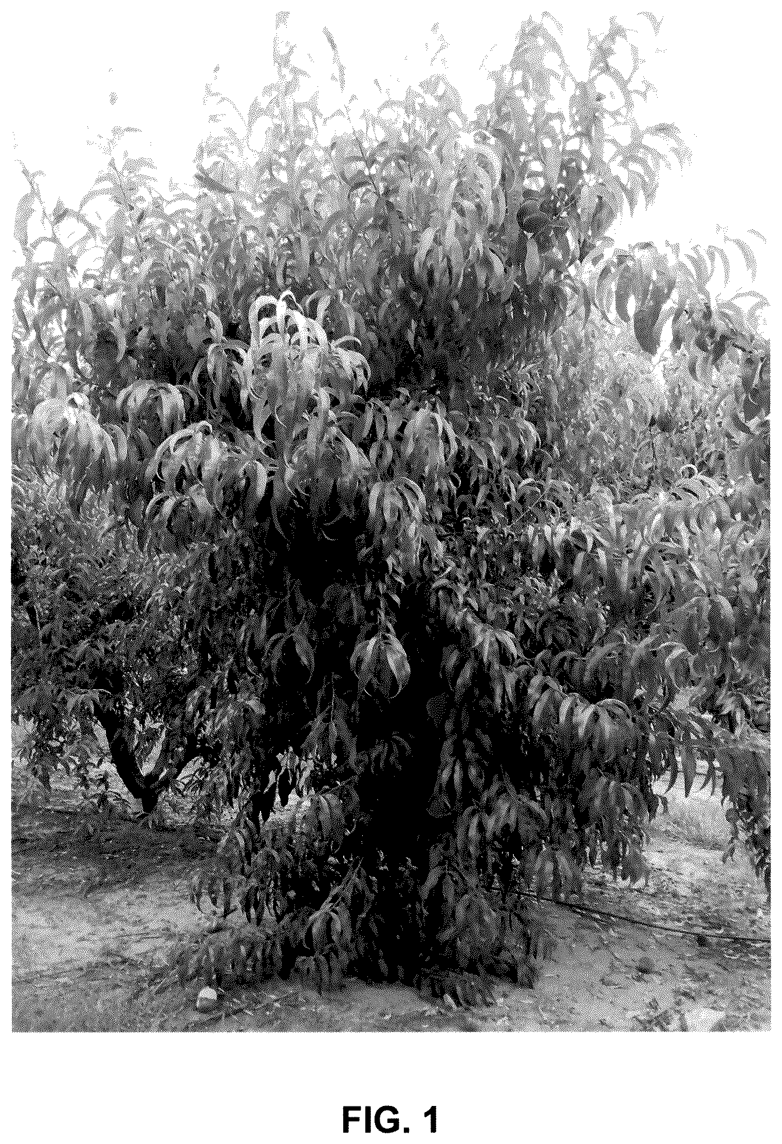 Patent USPP036112 — Peach tree named EveRes Ruby — Figure 1