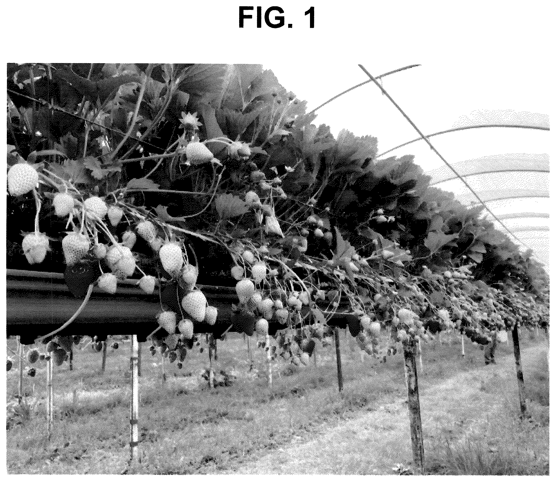 Patent USPP036113 — Strawberry plant named ‘FPS-15.2016-31’ — Figure 1