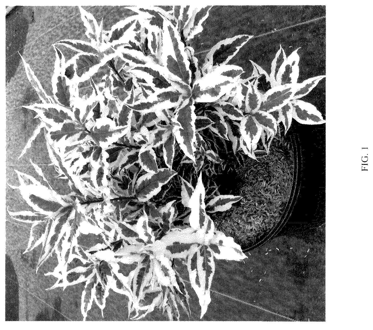 Patent USPP036114 Figure 1 – Diervilla plant named ‘G2X88544VAR’