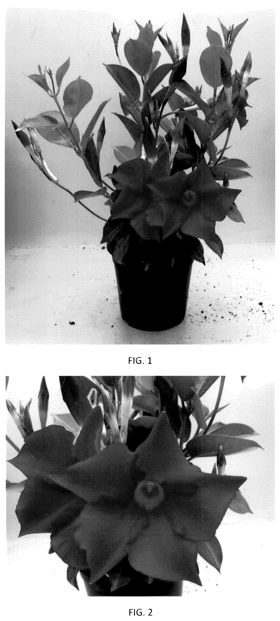 Patent USPP036115 Figure 1 – Mandevilla plant named ‘MANZ0029’