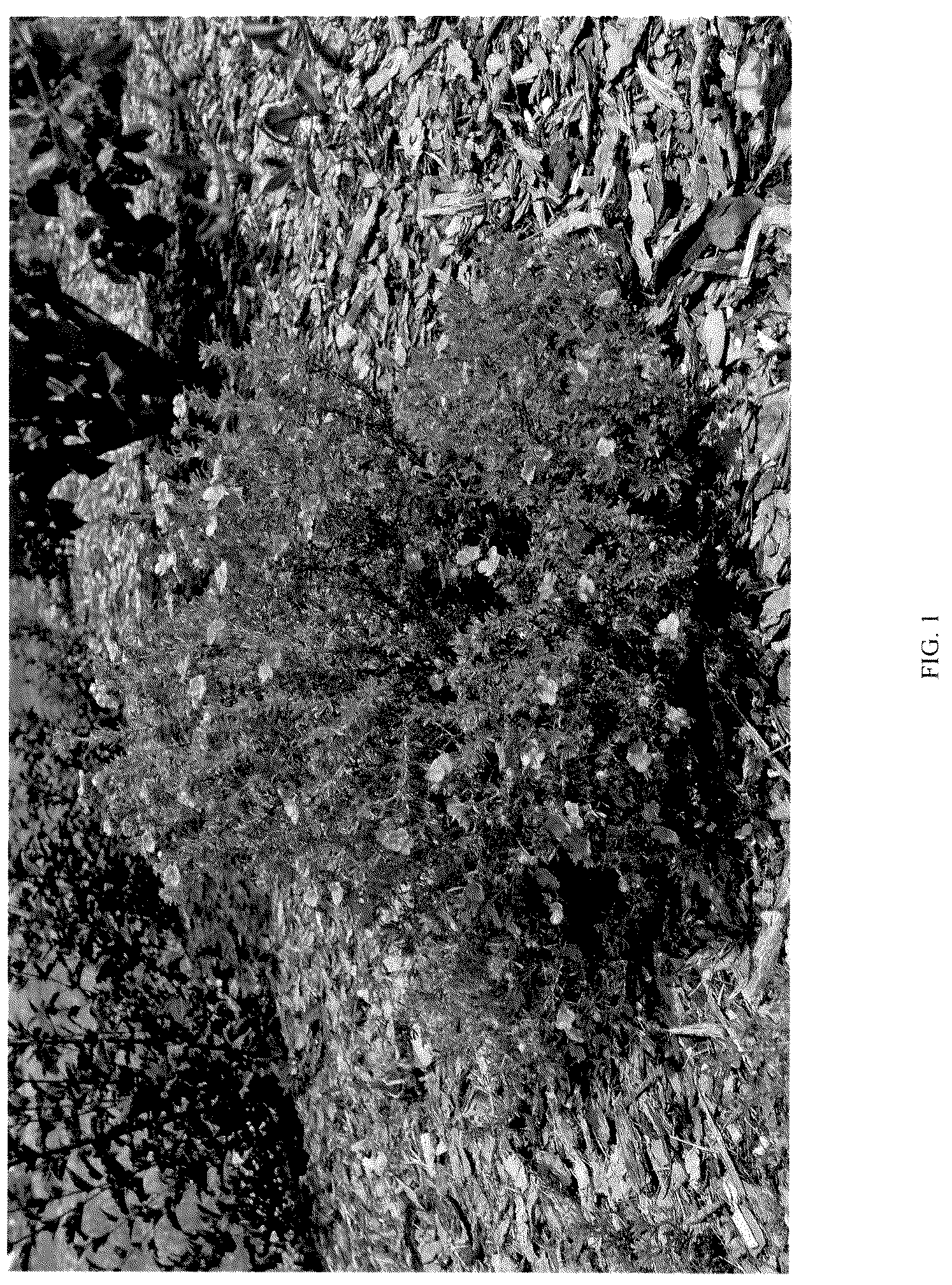 Patent USPP036116 — Dasiphora plant named ‘MINPOROUG01’ — Figure 1