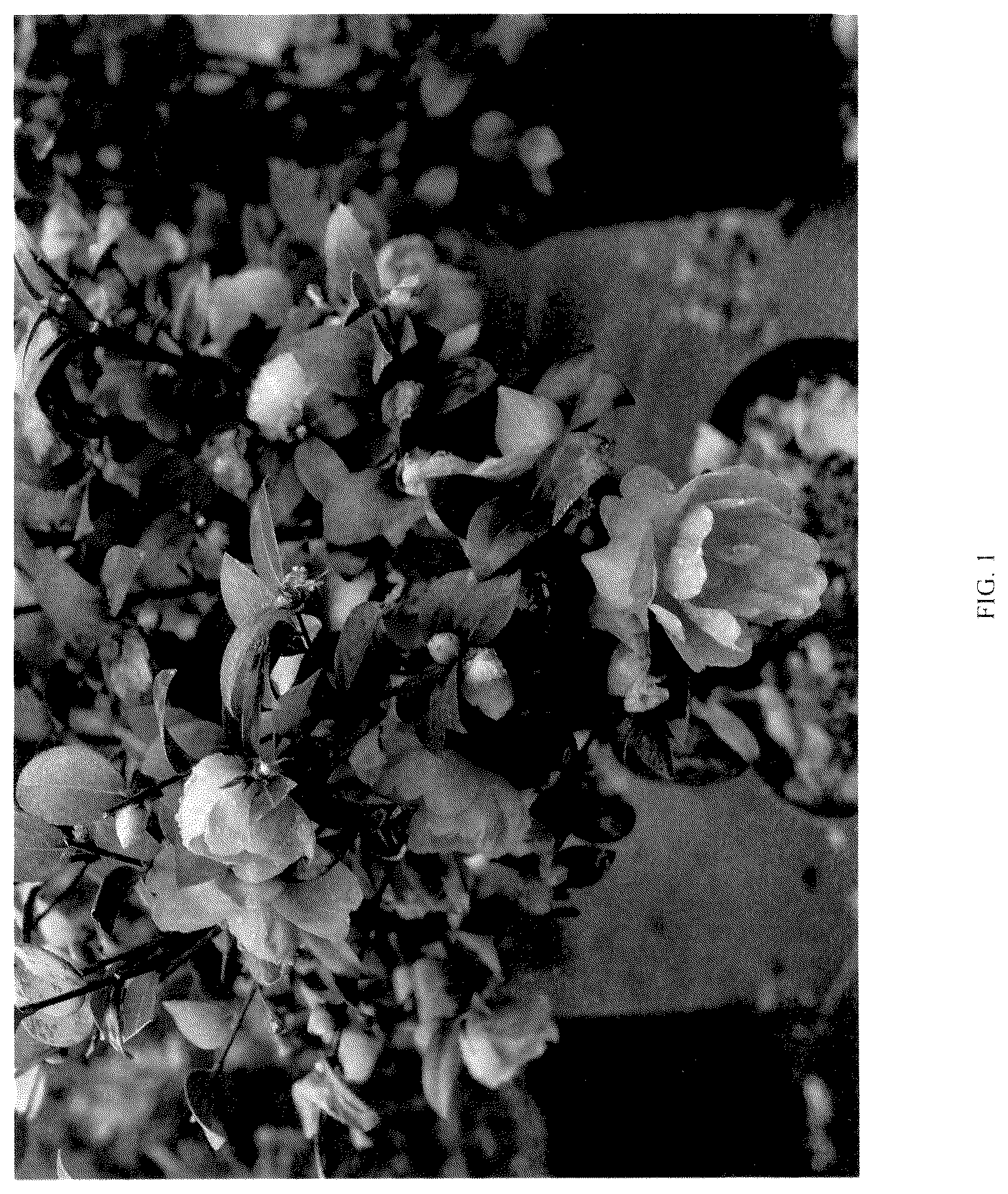 Patent USPP036117 — Camellia plant named ‘FARROWCJH’ — Figure 1