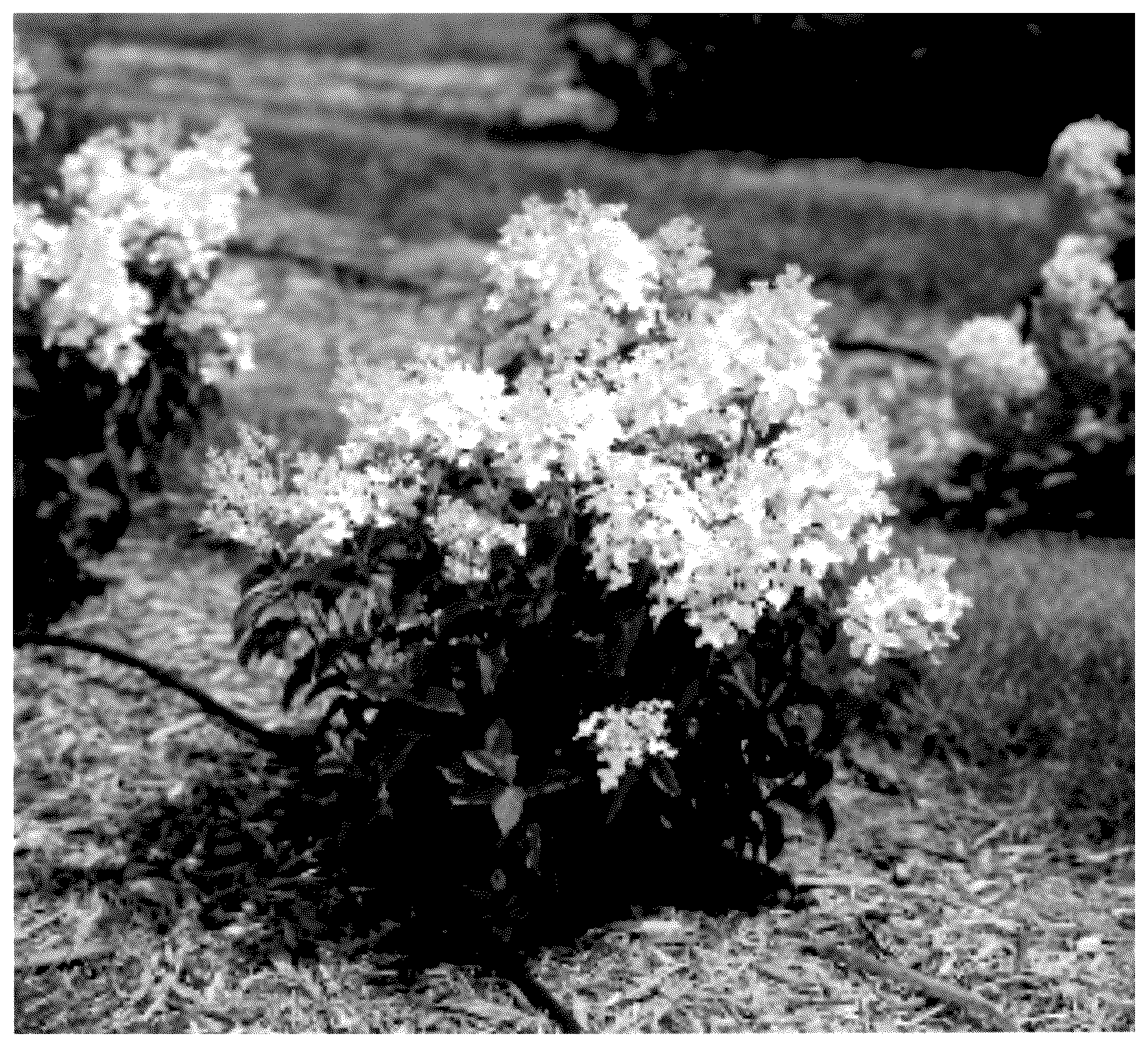 Patent USPP036118 — Hydrangea plant named ‘Bailpantwo’ — Figure 1
