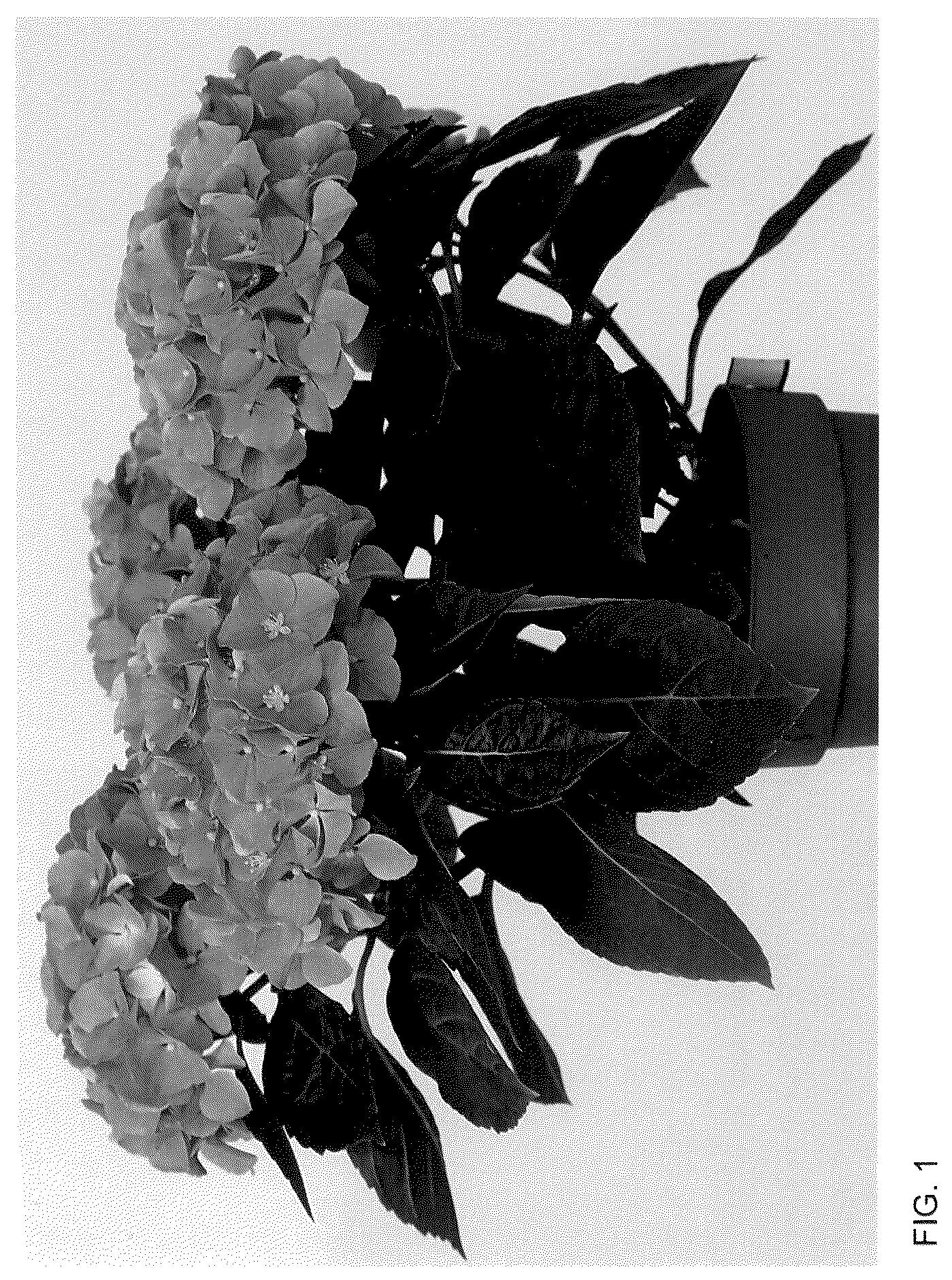 Patent USPP036119 — Hydrangea plant named ‘HIHALO59’ — Figure 1