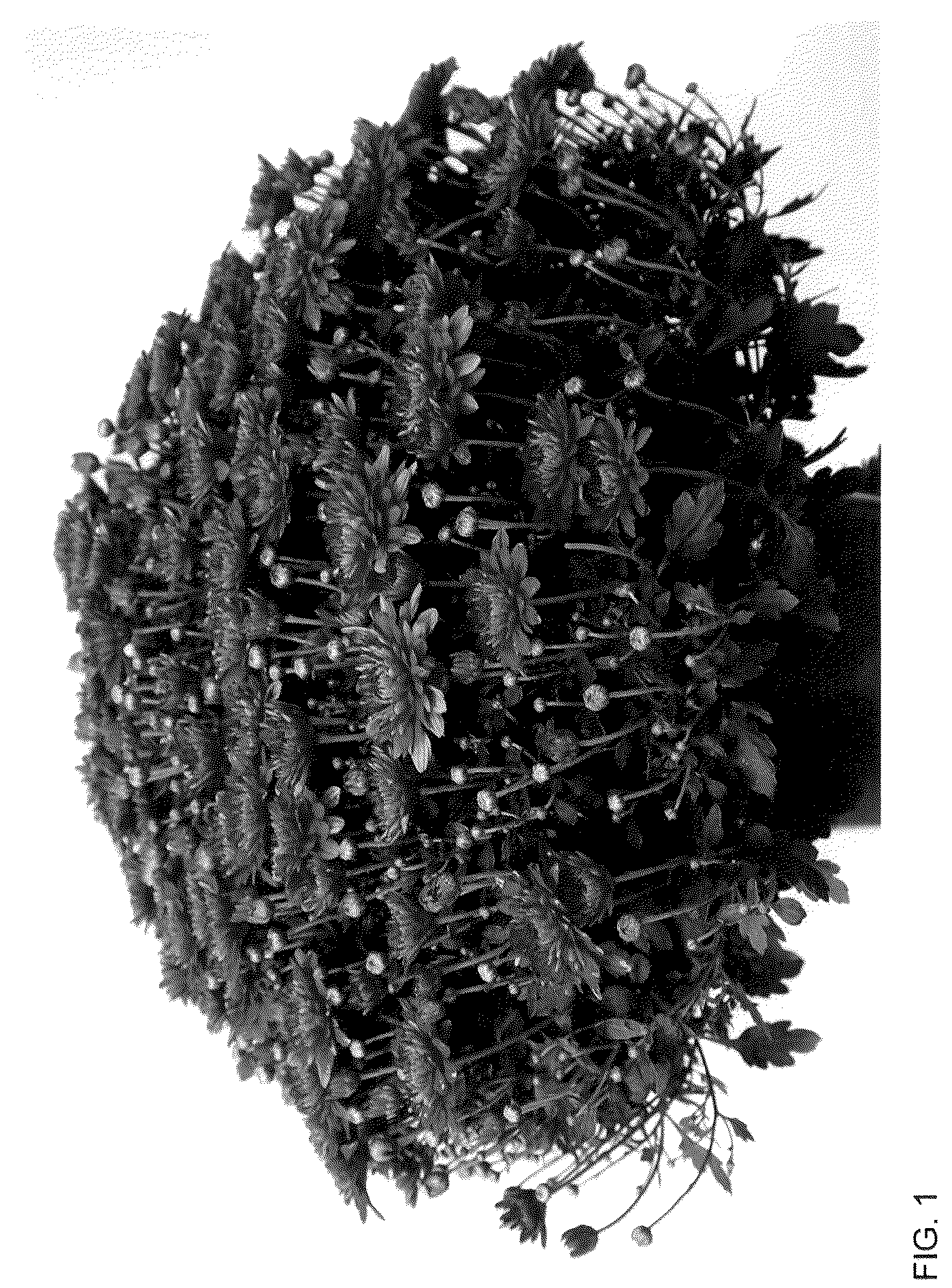 Patent USPP036120 Figure 1 – Chrysanthemum plant named ‘Josarama’