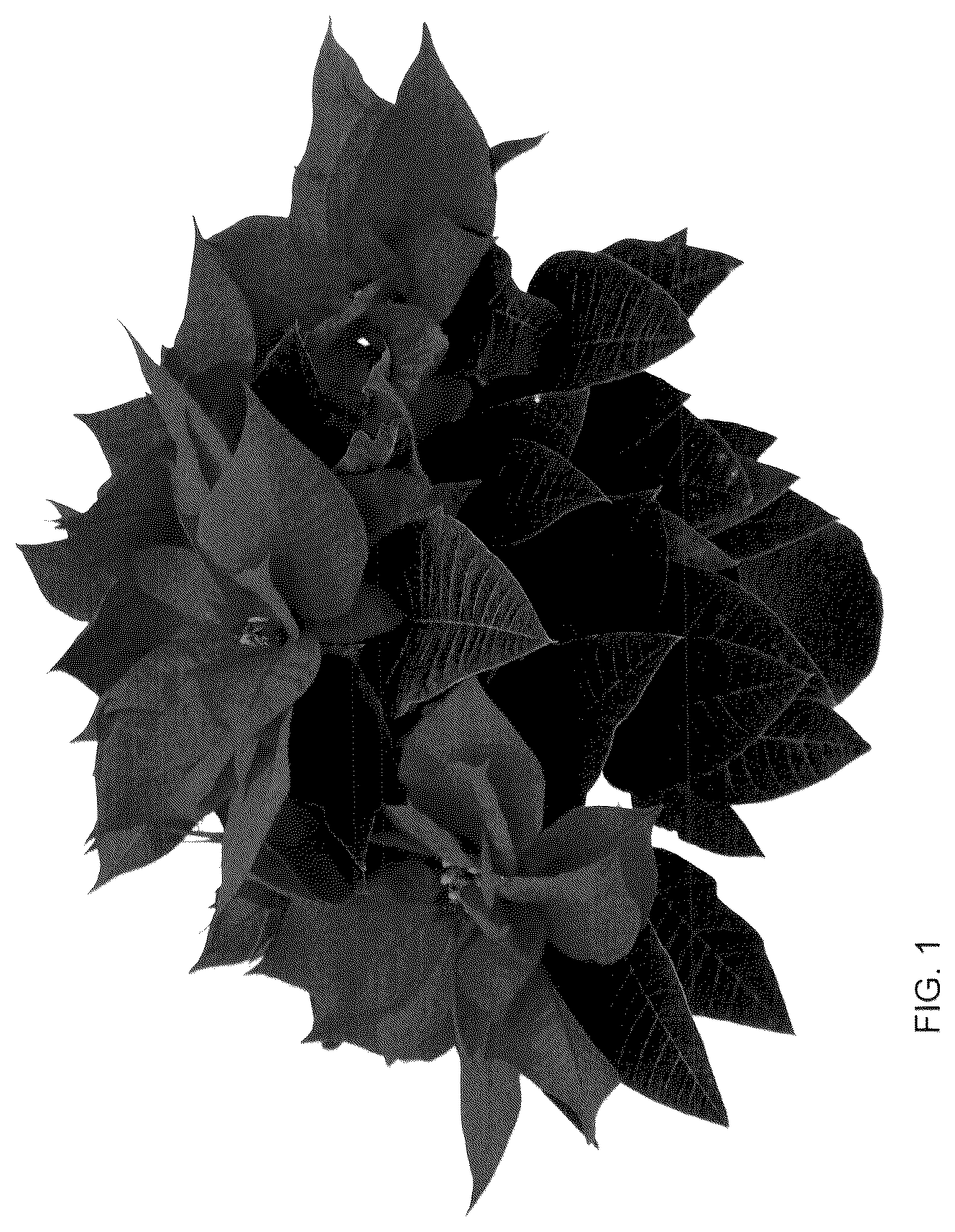 Patent USPP036122 Figure 1 – Poinsettia plant named ‘Rockefeller Red’