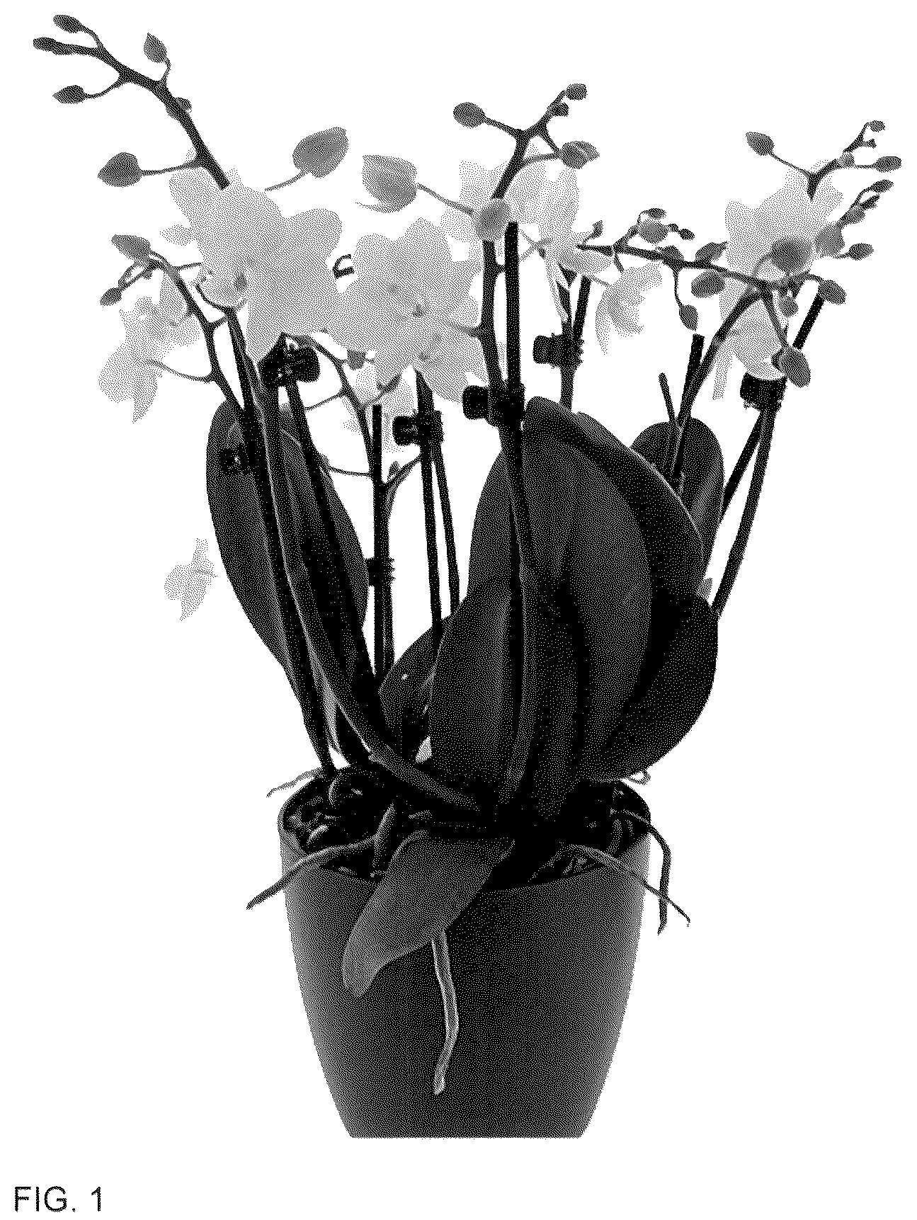 Patent USPP036123 — Phalaenopsis plant named ‘Babble Beach’ — Figure 1