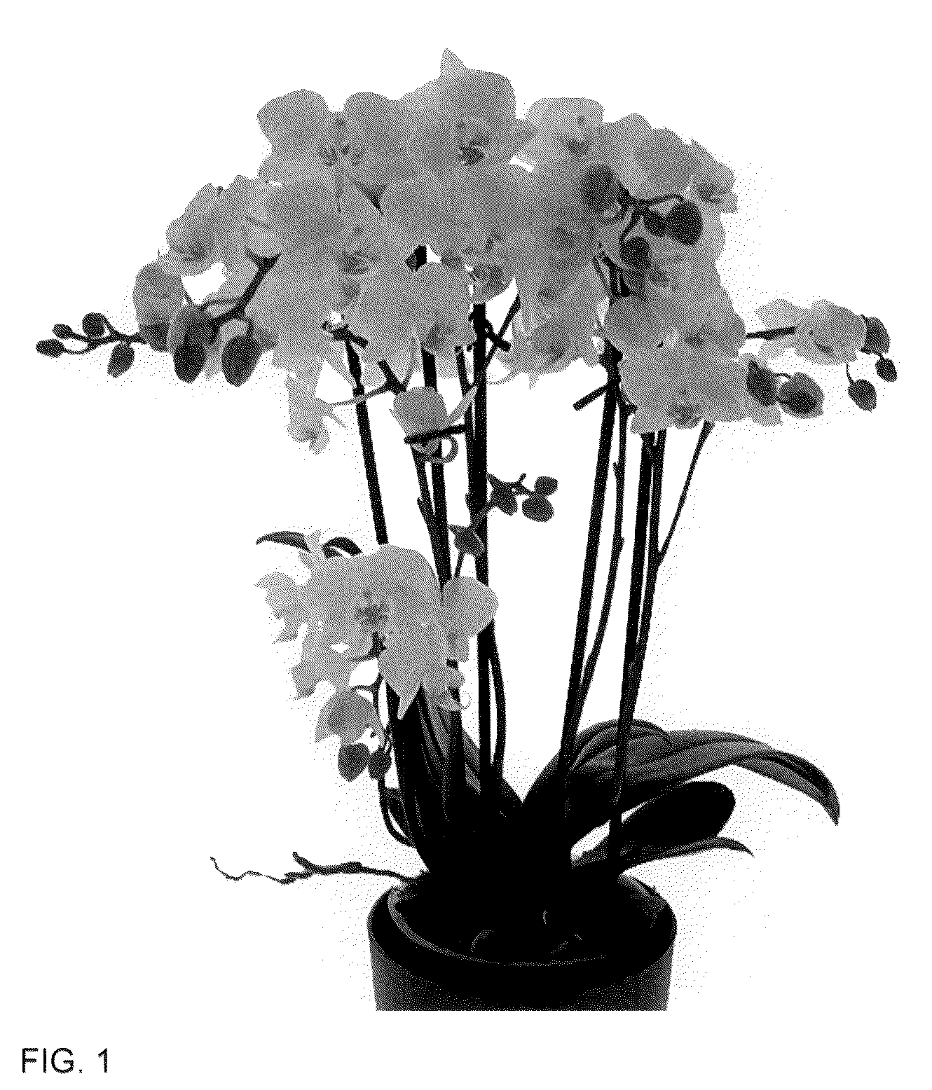 Patent USPP036124 — Phalaenopsis plant named ‘Cloud Busters’ — Figure 1