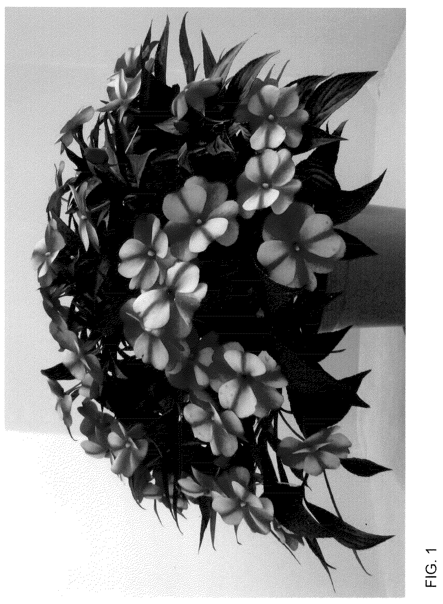 Patent USPP036125 — New guinea impatiens plant named ‘Dongipetresta’ — Figure 1