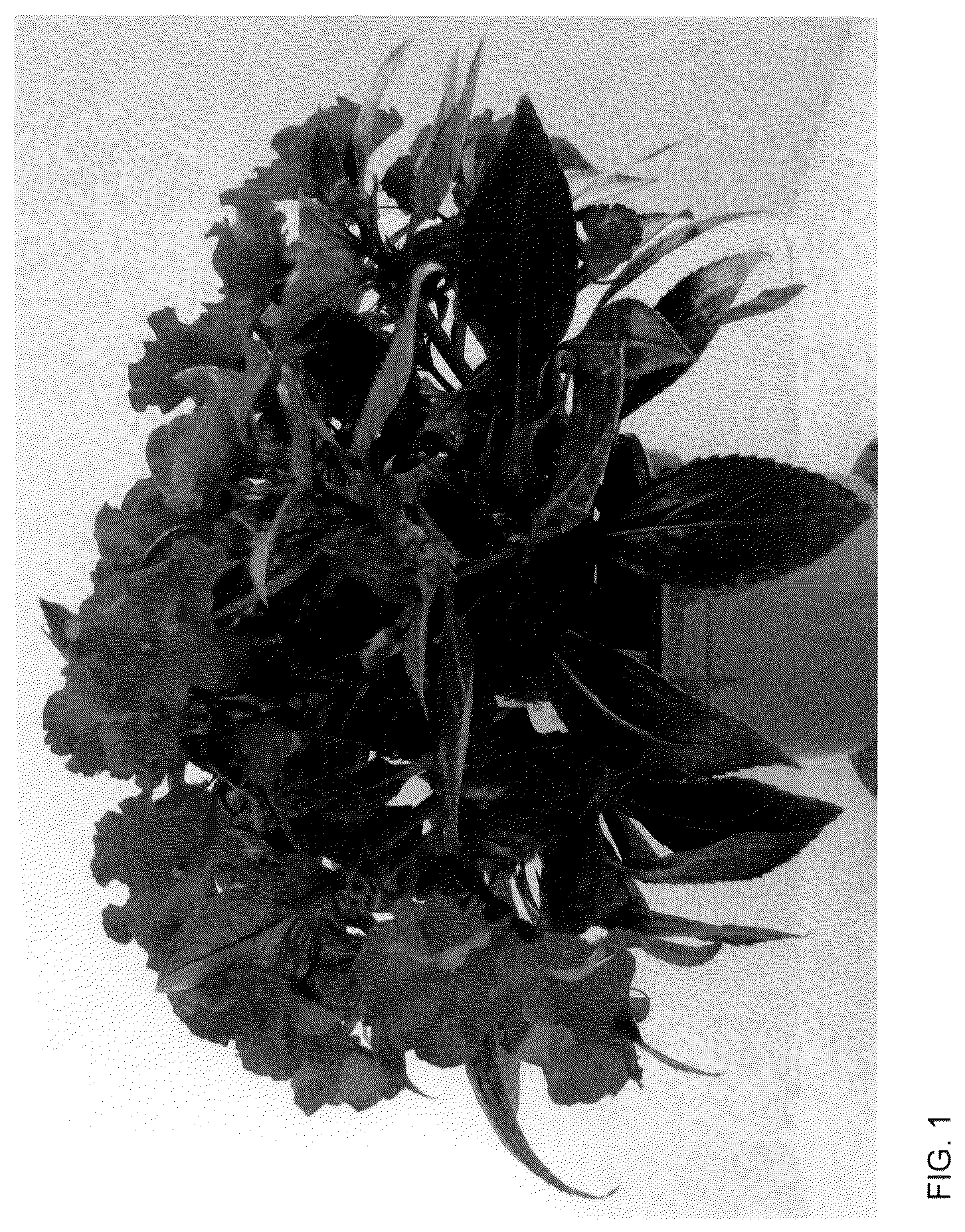 Patent USPP036126 — New guinea impatiens plant named ‘Dongirolcoa’ — Figure 1