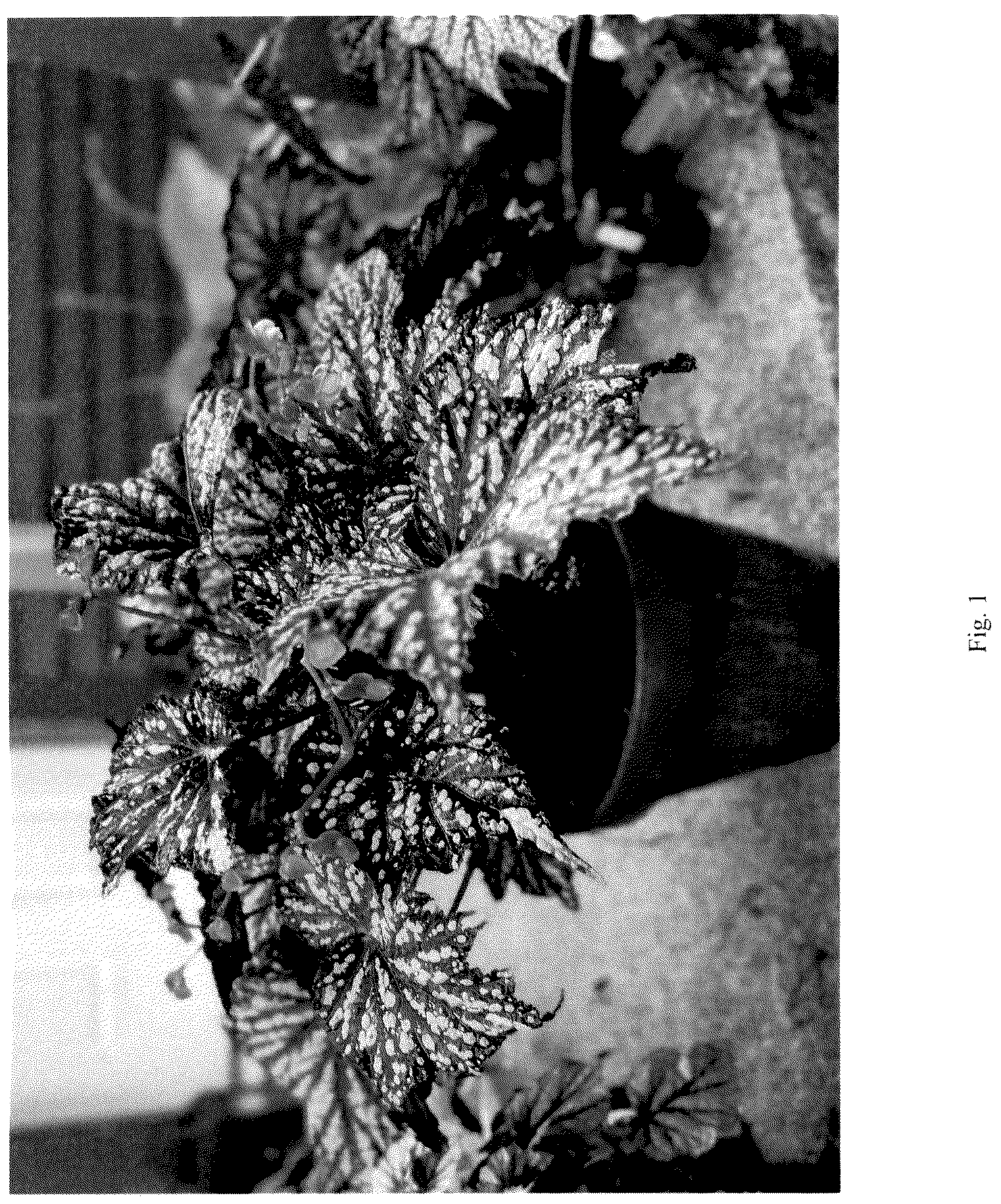 Patent USPP036127 — Begonia plant named ‘Summer Storm’ — Figure 1