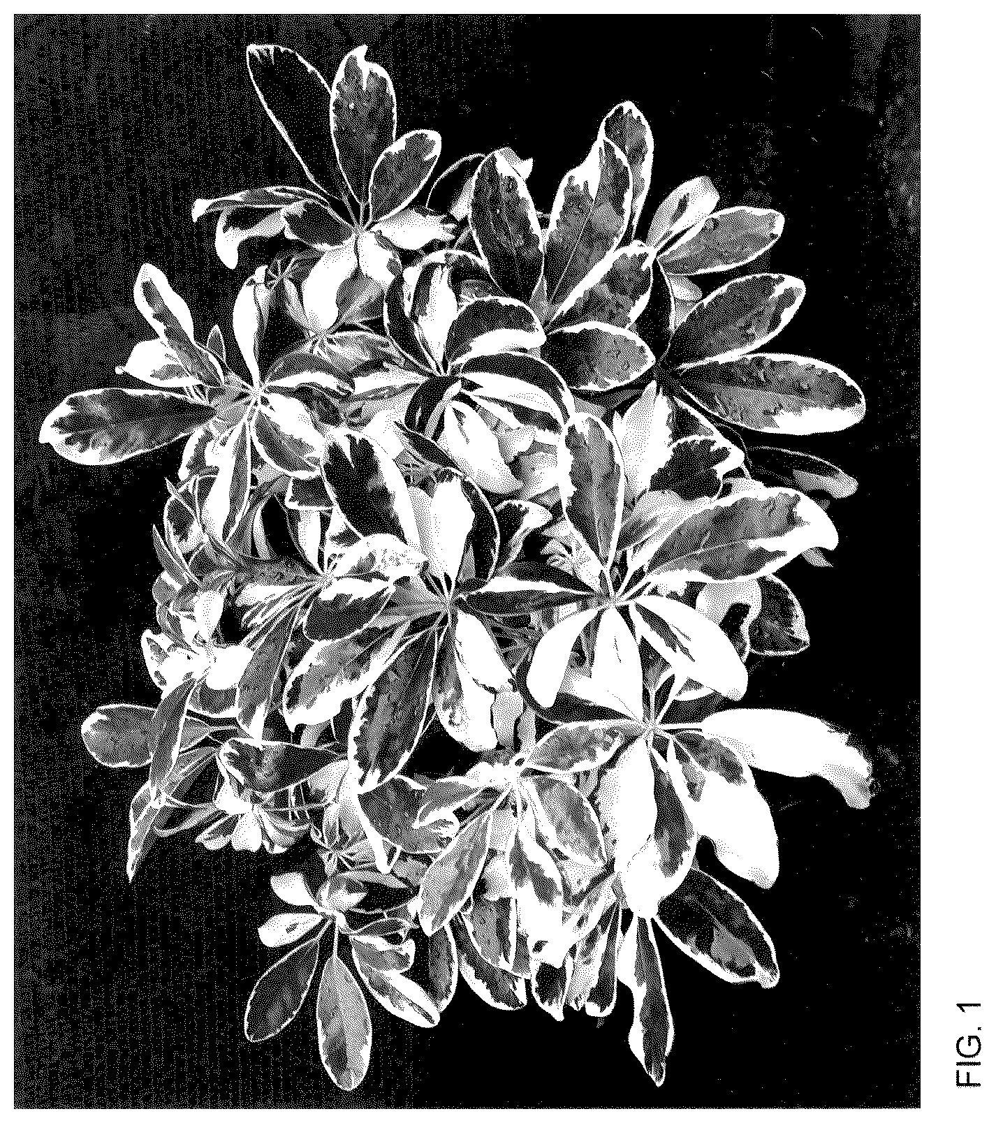 Patent USPP036128 — Schefflera plant named ‘Mukivy’ — Figure 1